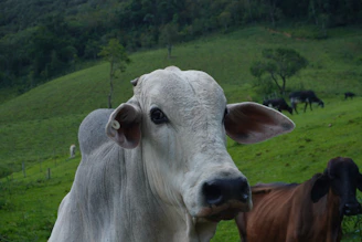 A light-colored cow stands in a green pasture.