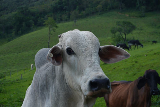 A light-colored cow stands in a green pasture.