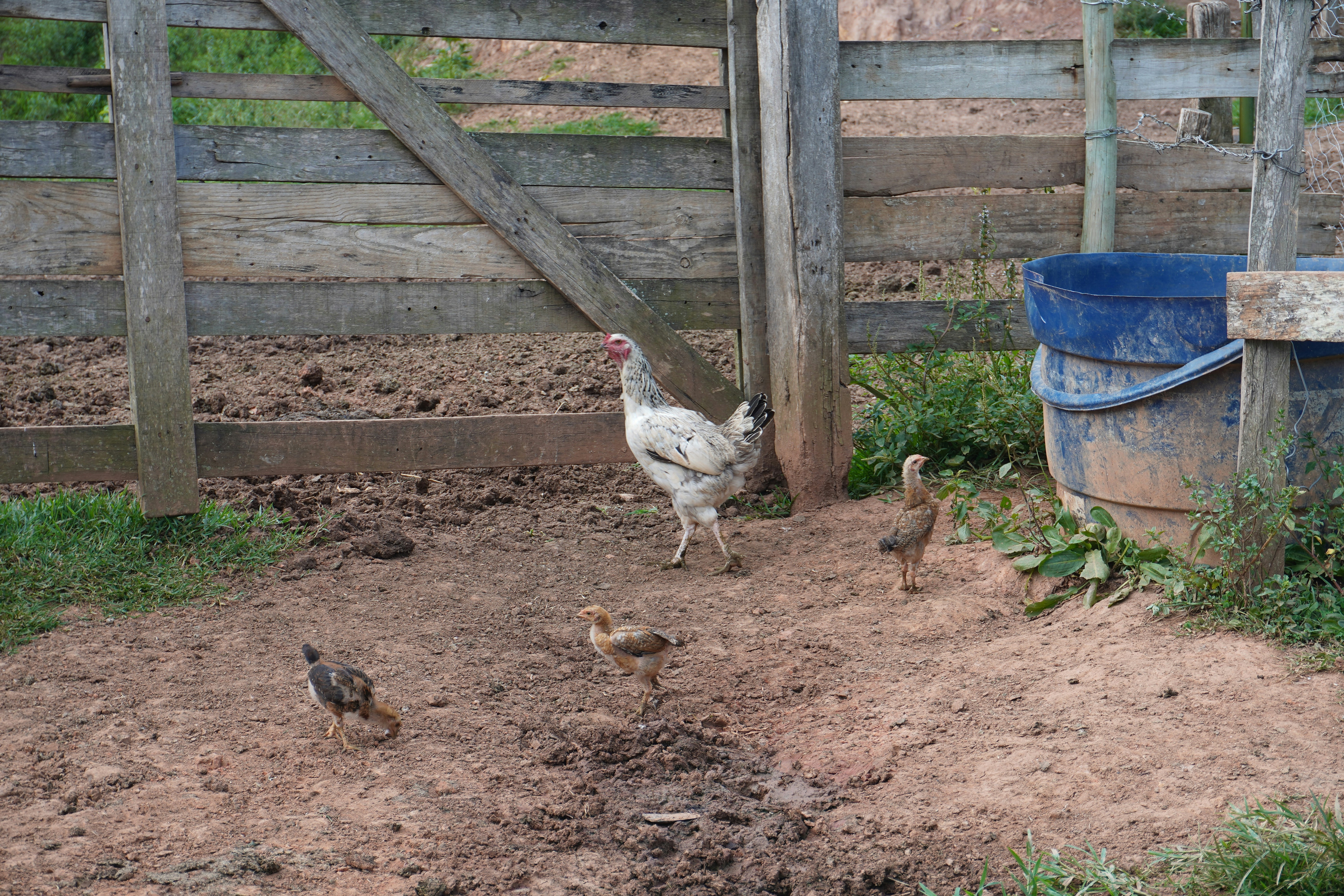 Chicken and her chicks