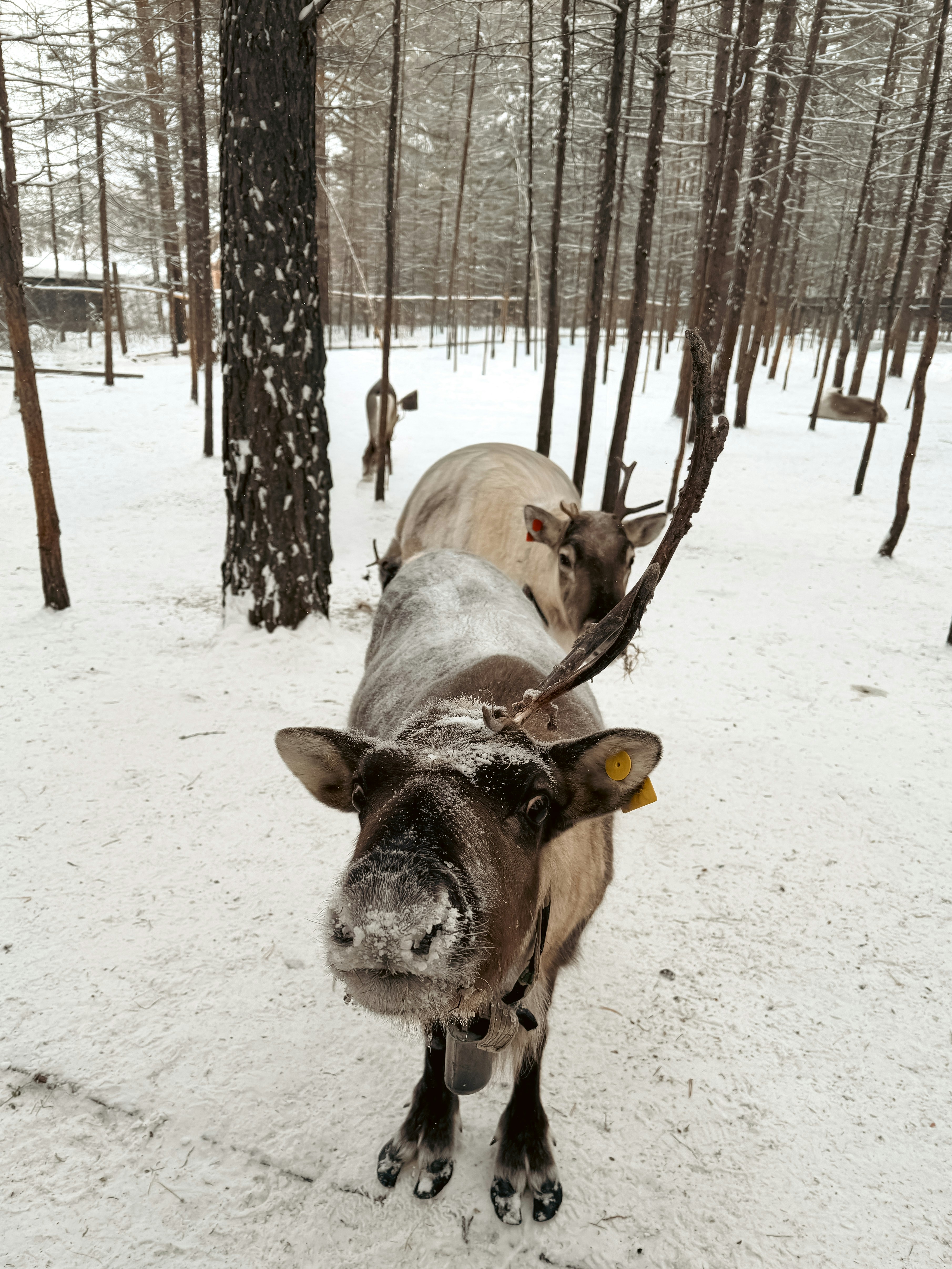 Rentiere in einem verschneiten Wald mit Bäumen.