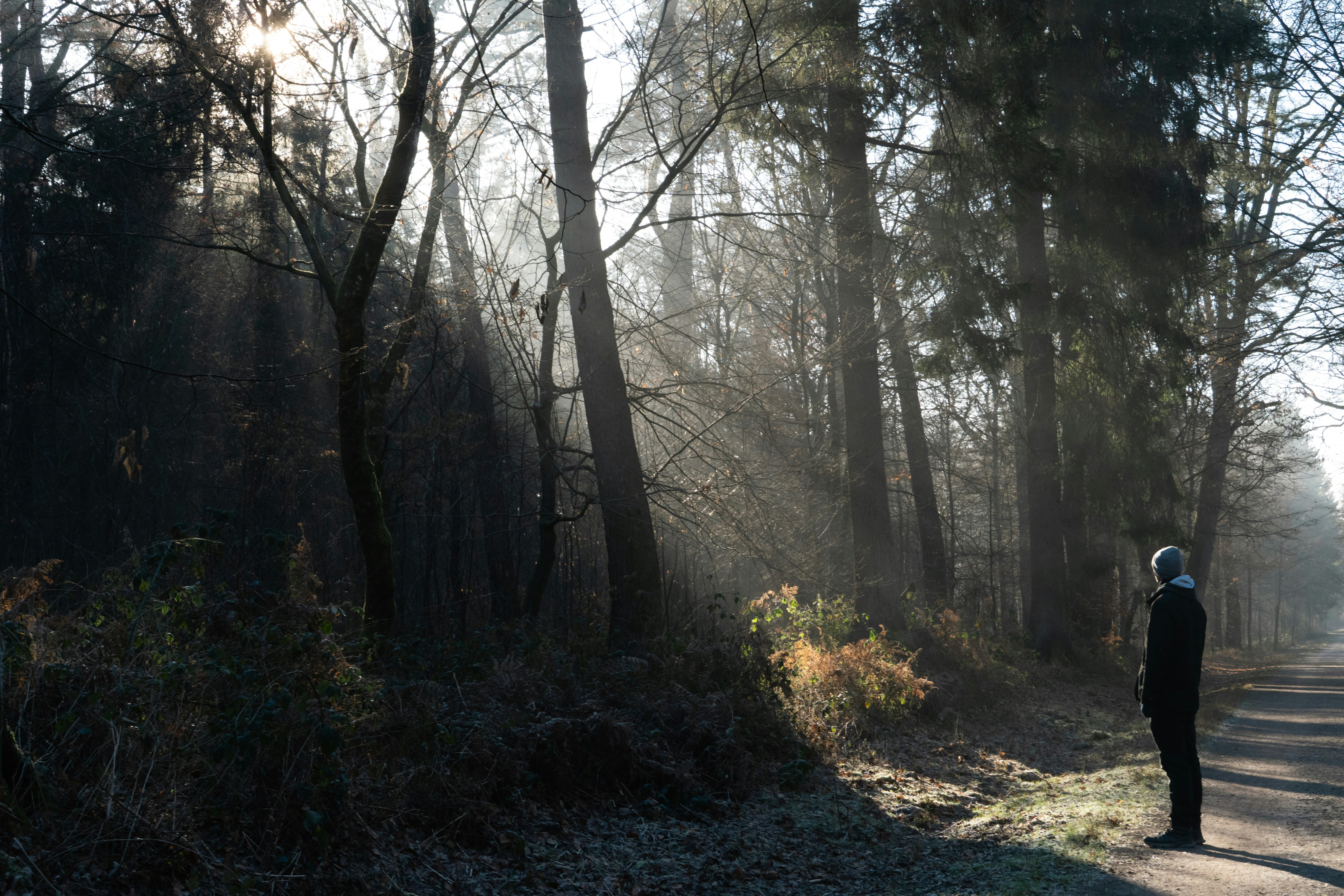 A person standing on a quiet, misty forest path in winter