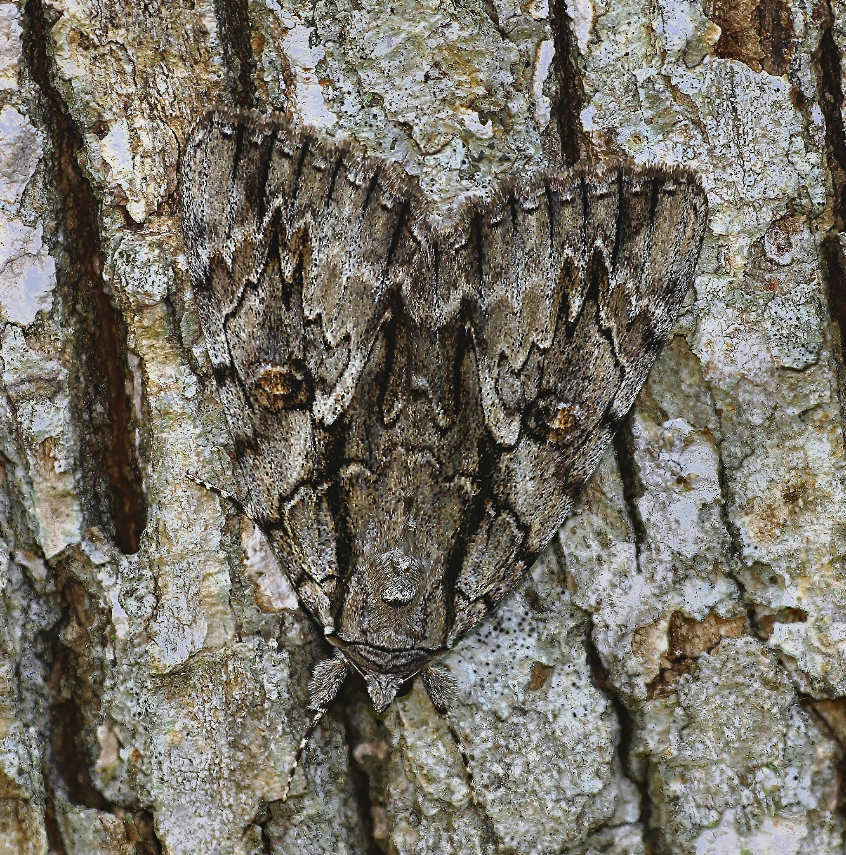 Photo by telliottmbamsc