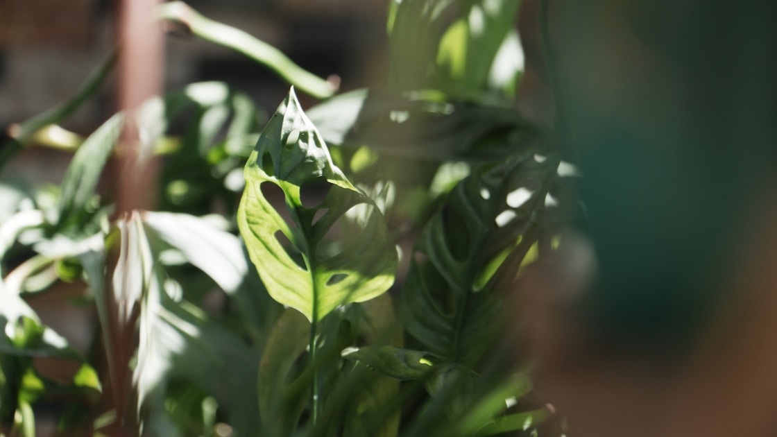 Philodendron birkin pflege weissgestreifte trendpflanze richtig halten — step-by-step visual example