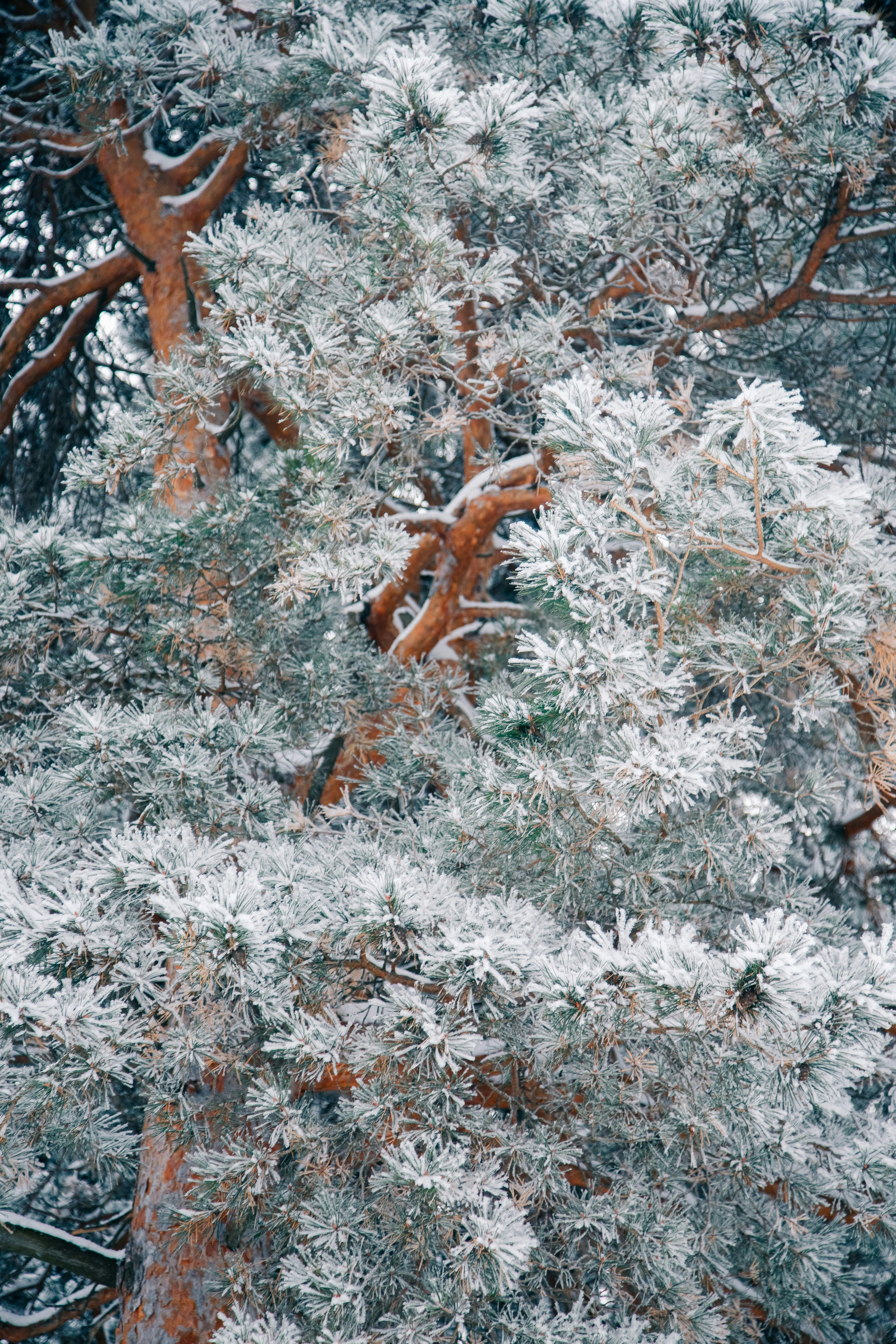 Pine tree branches covered in frost and snow