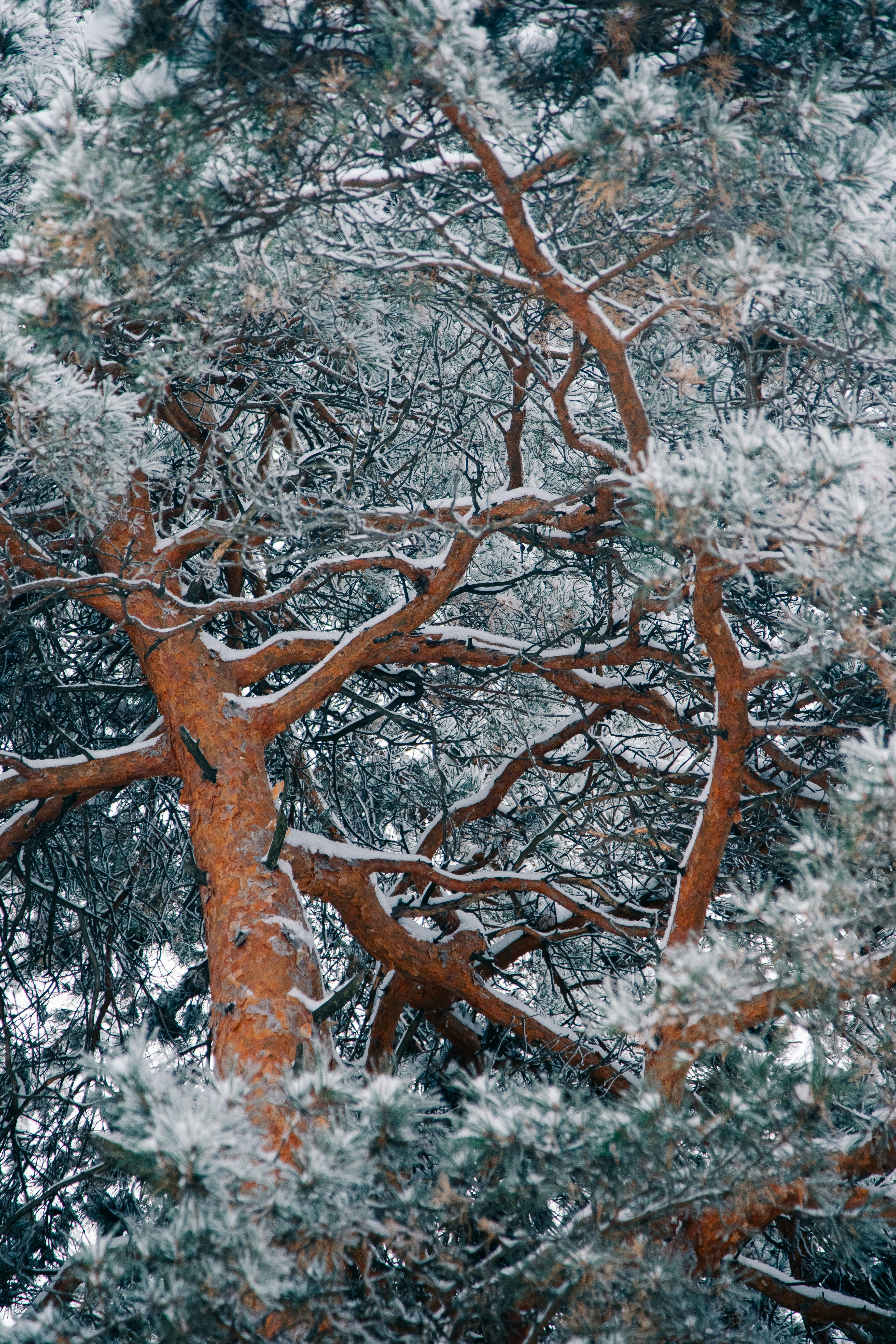Snow-covered pine tree branches in winter