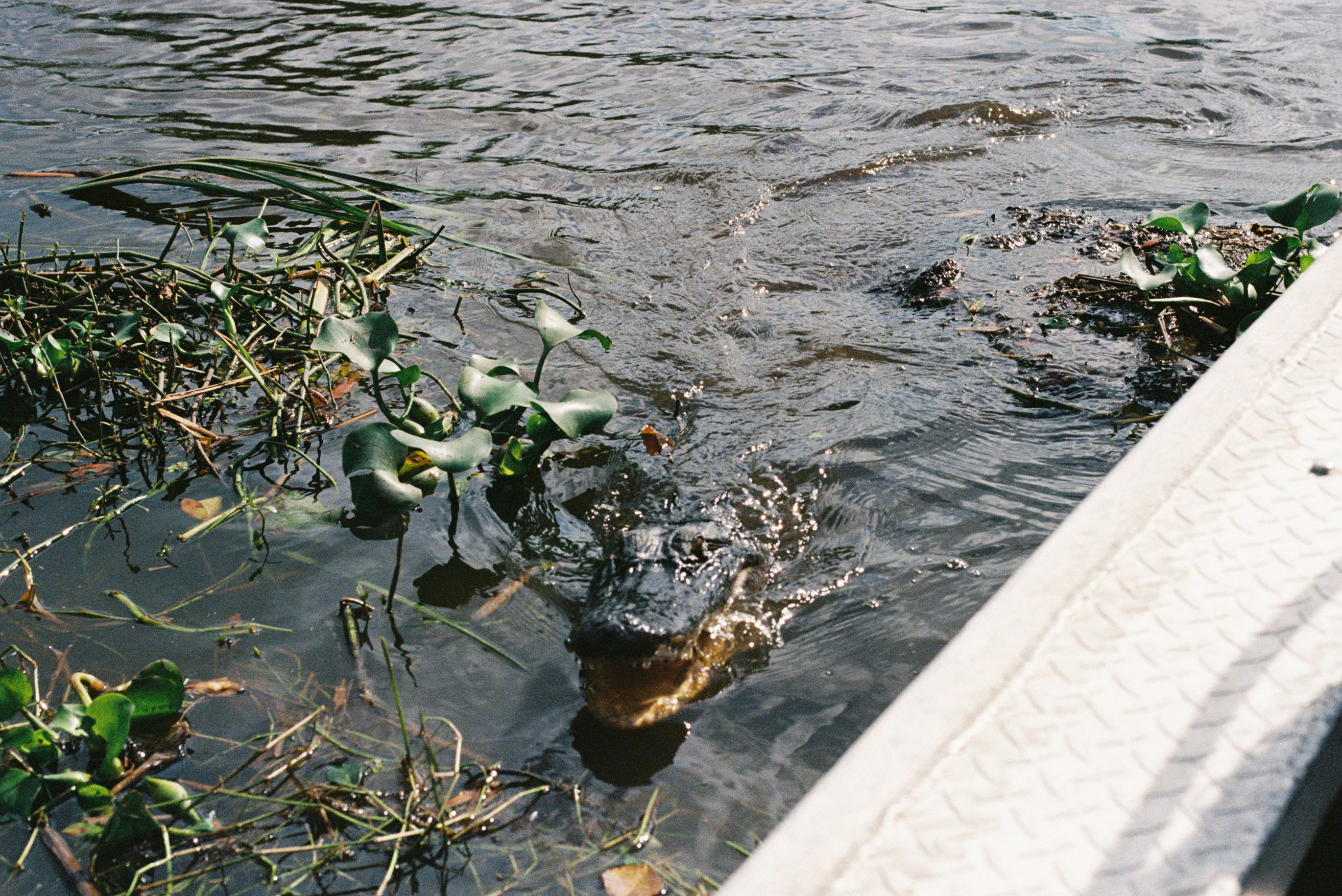An alligator emerges from murky water near vegetation.