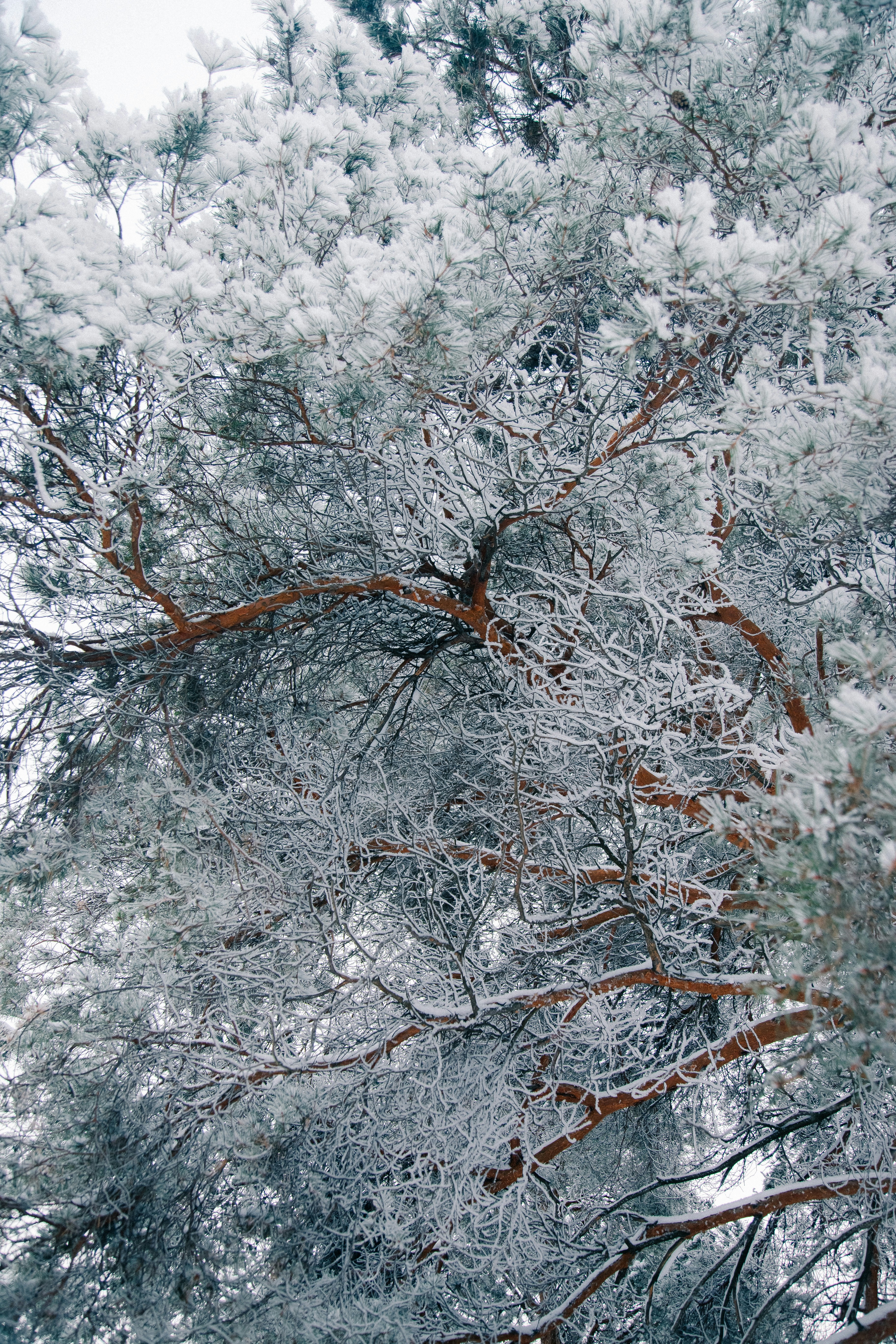 Pine tree branches covered in frost and snow.