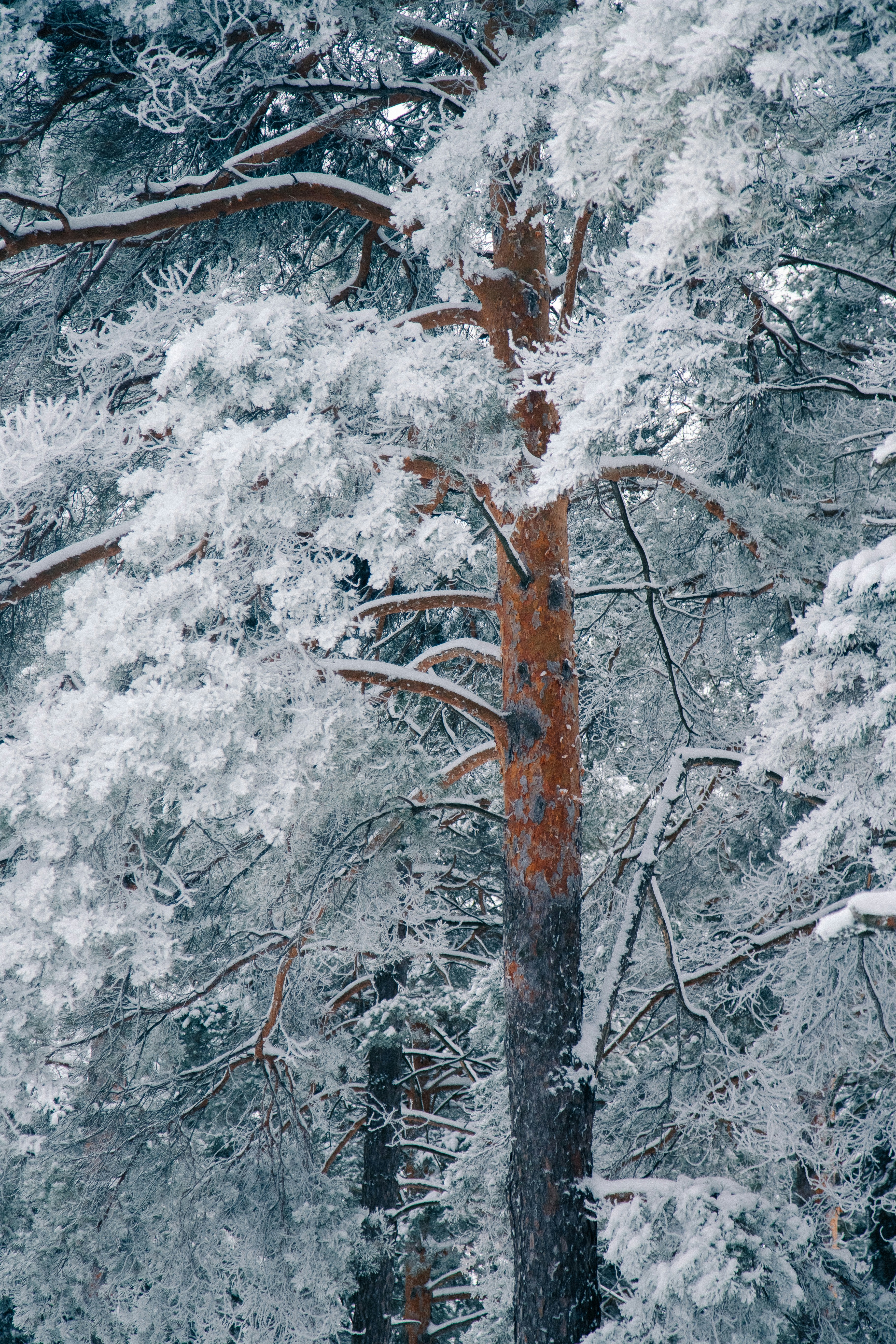 Pine tree covered in snow and frost