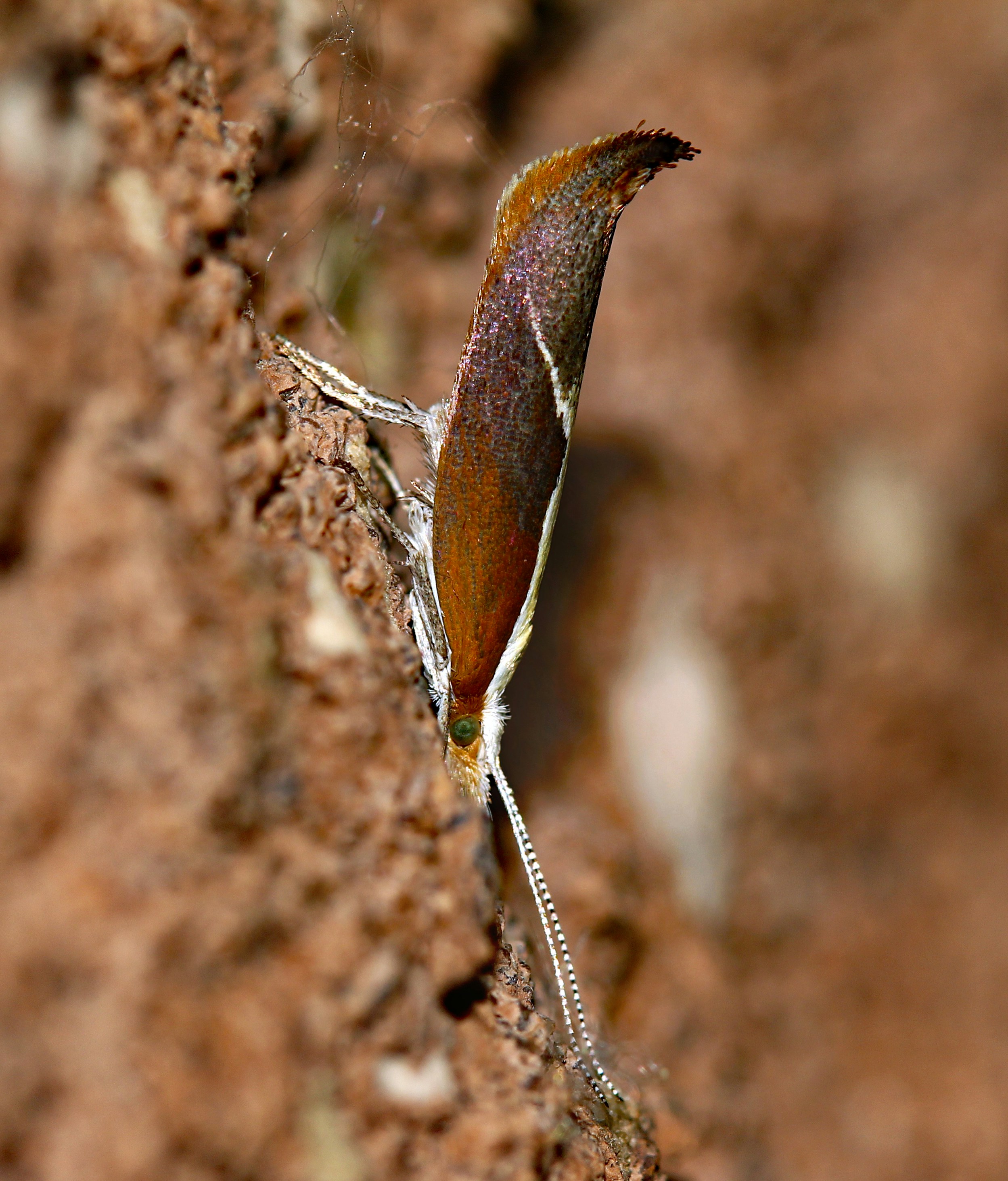 Una piccola falena si aggrappa a una superficie marrone e testurizzata.