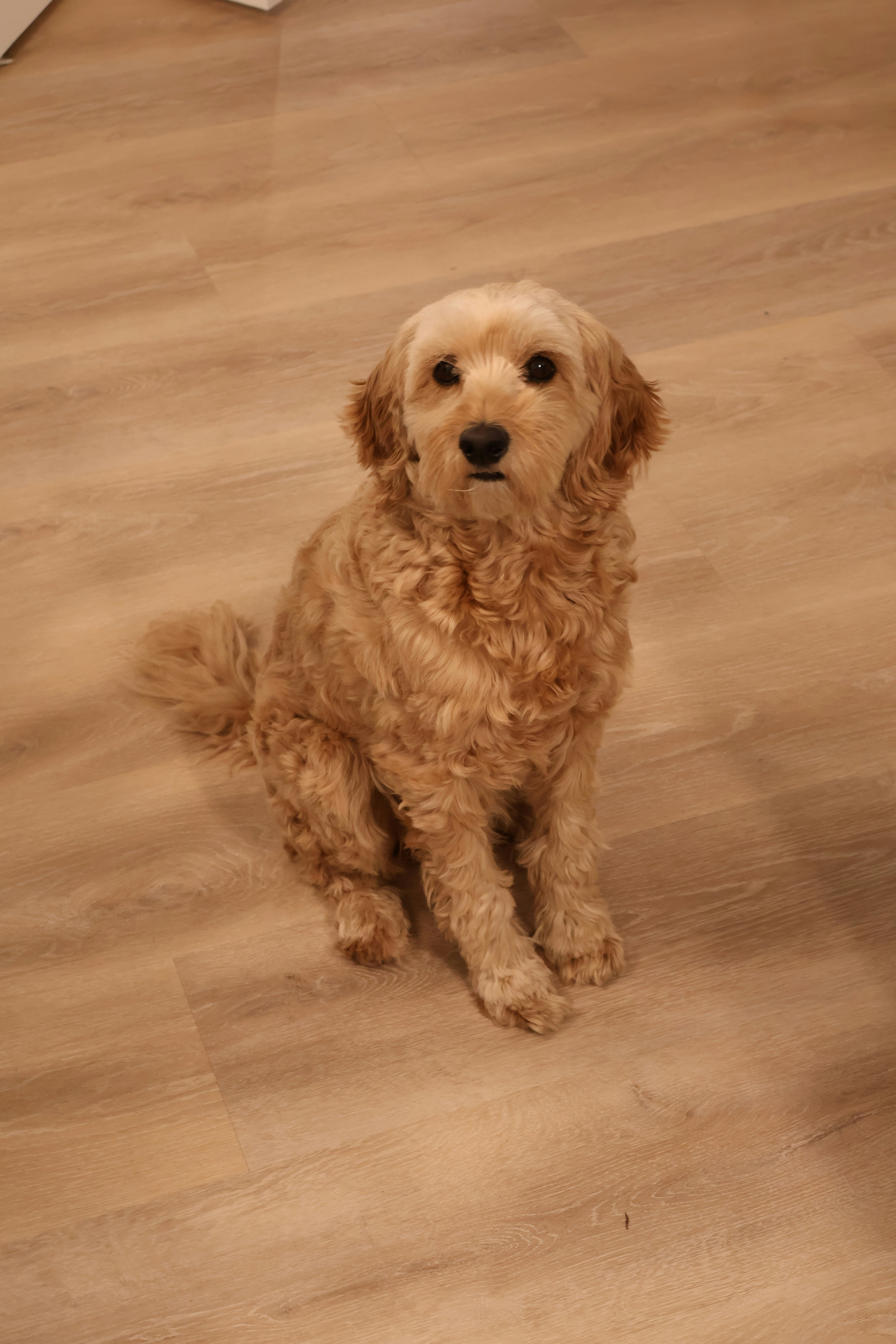 puppy indoor training