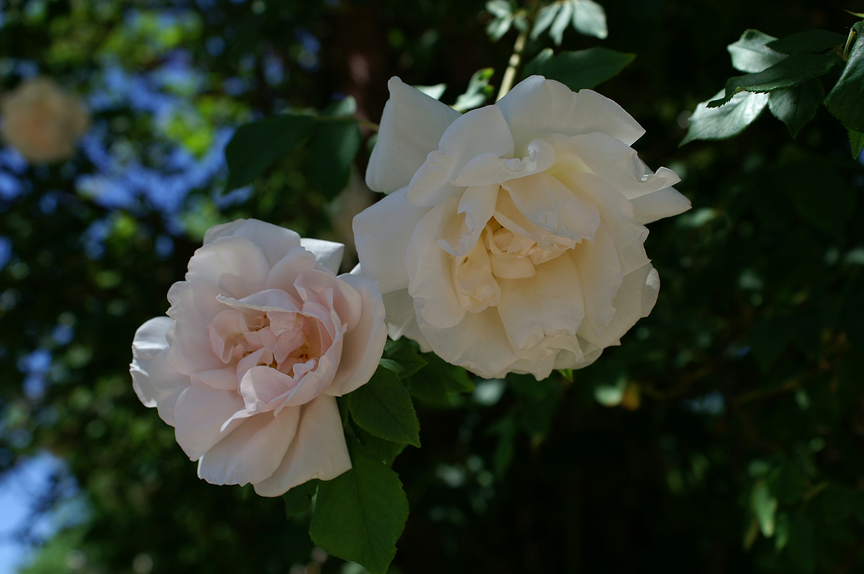 Photo by kattermadhatter