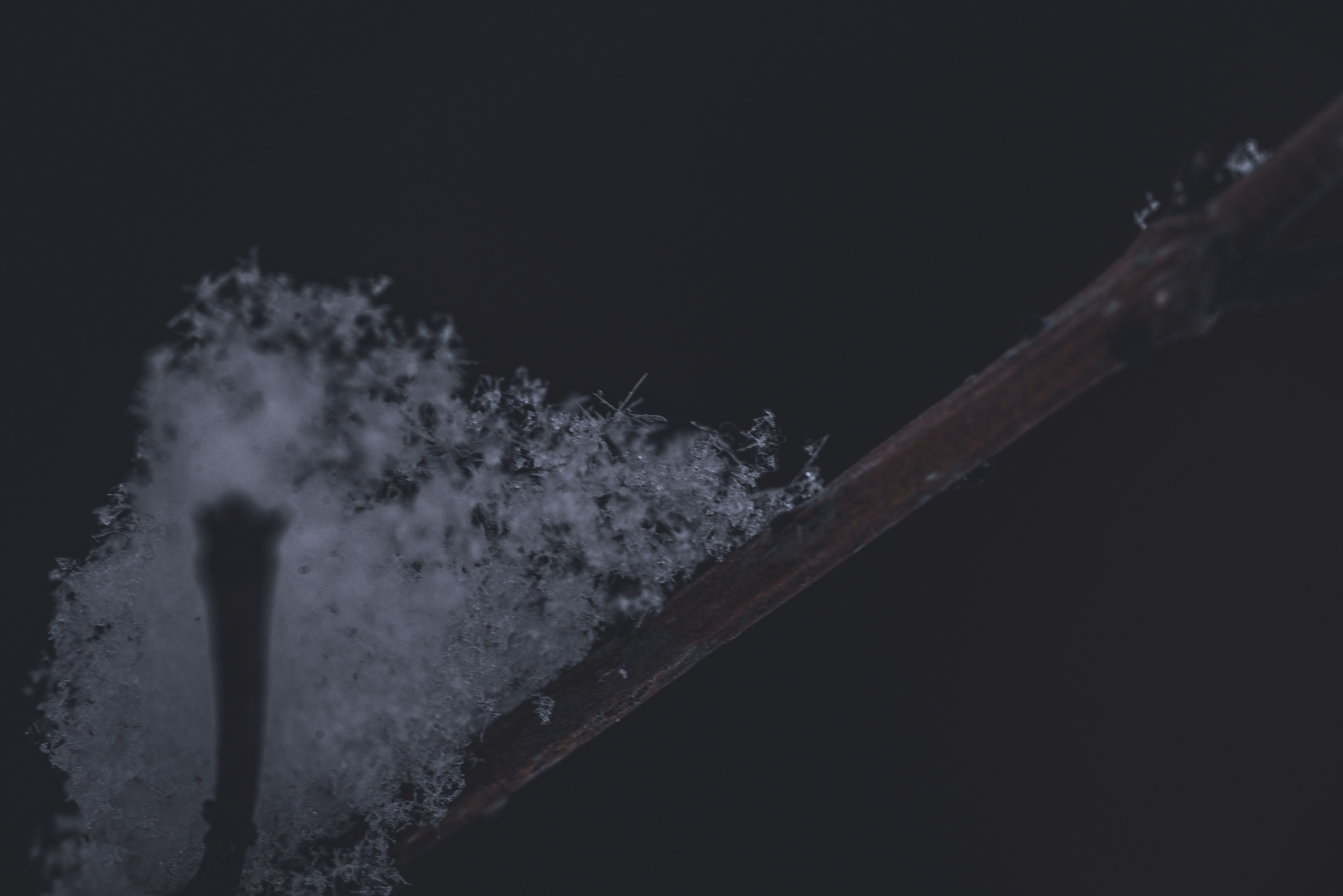 Snowflakes on a dark branch in winter