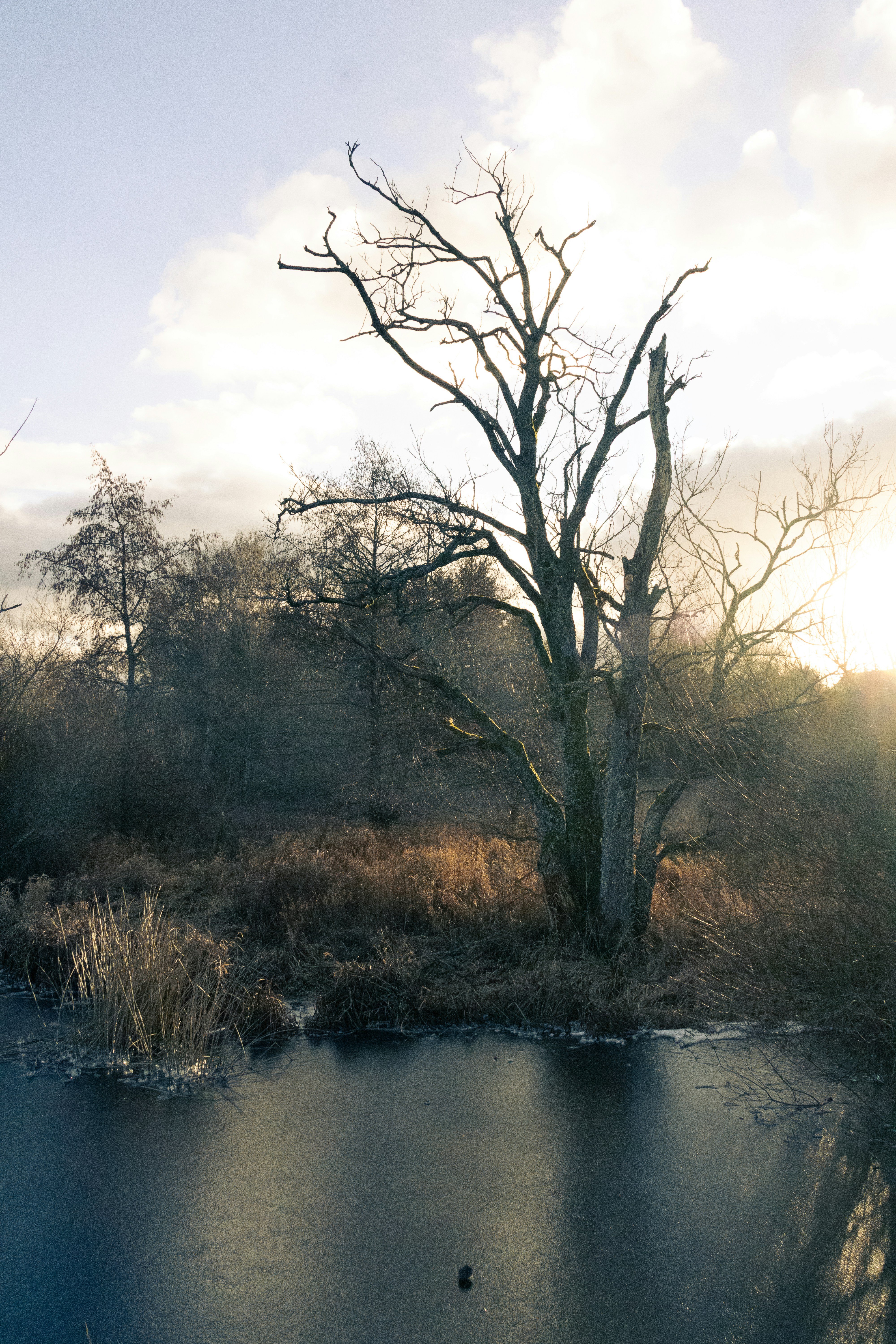 Bare tree stands by frozen pond under cloudy sky