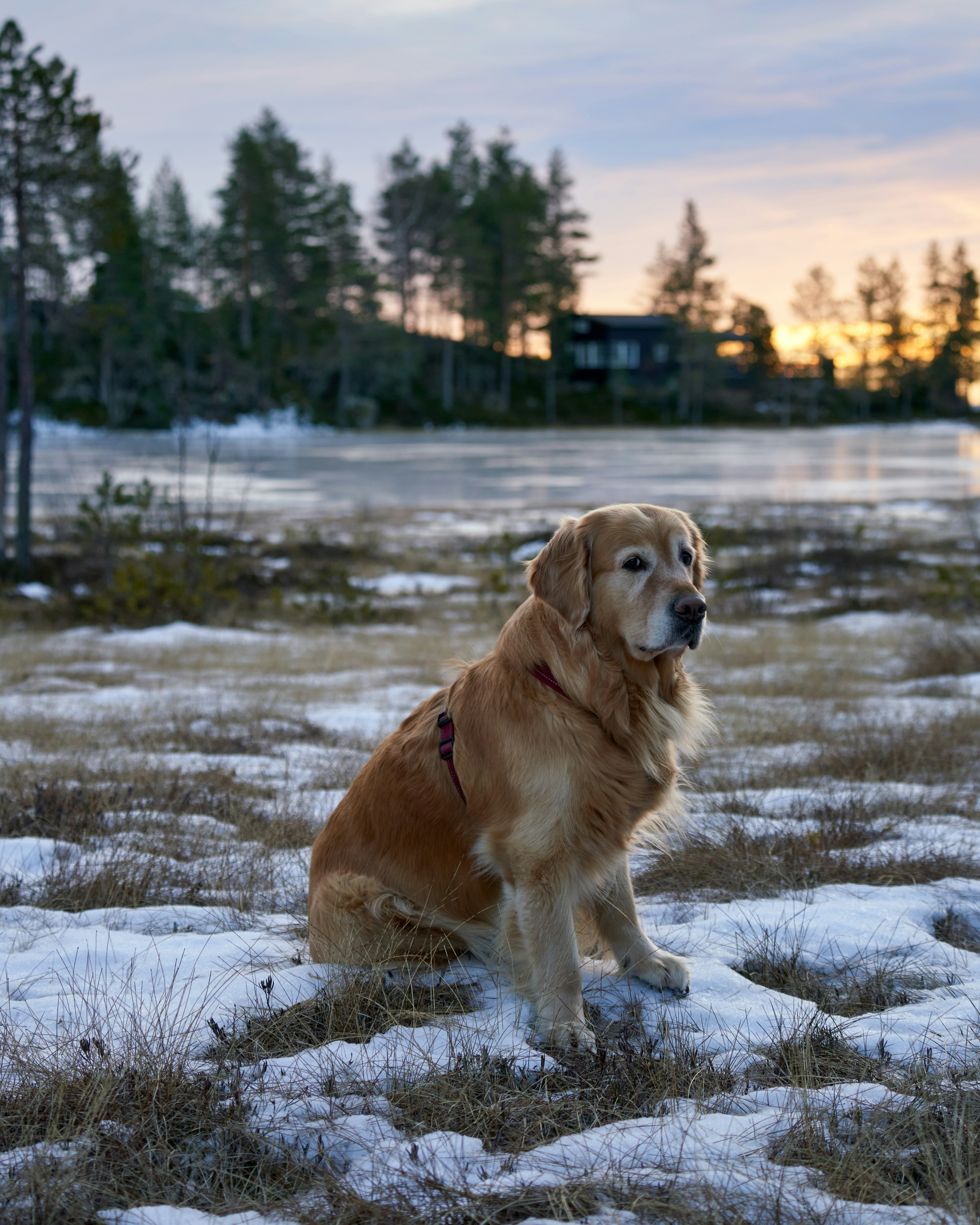 Golden retriever sits in snowy landscape at sunset.