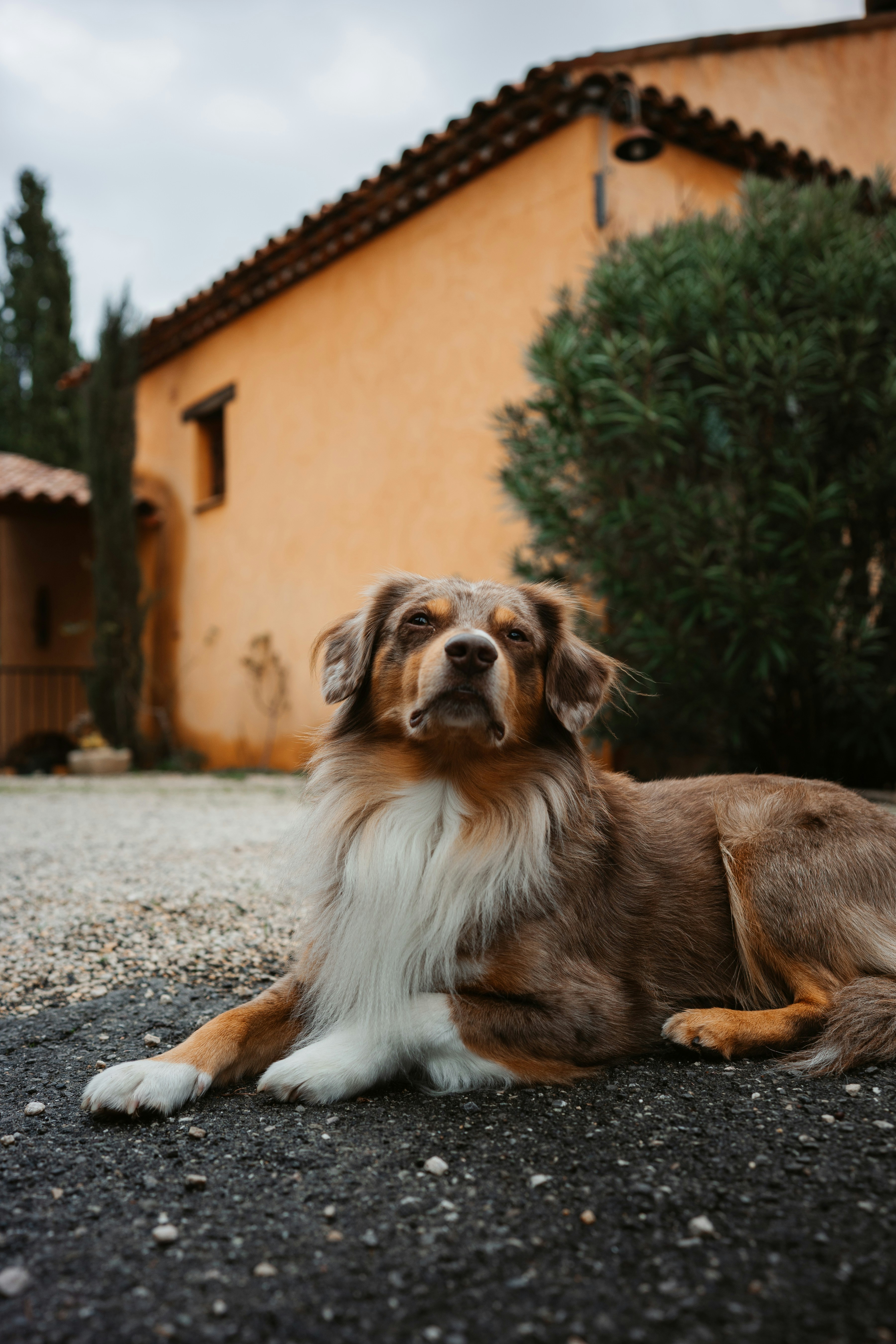 A brown dog lies on the ground outside a building.