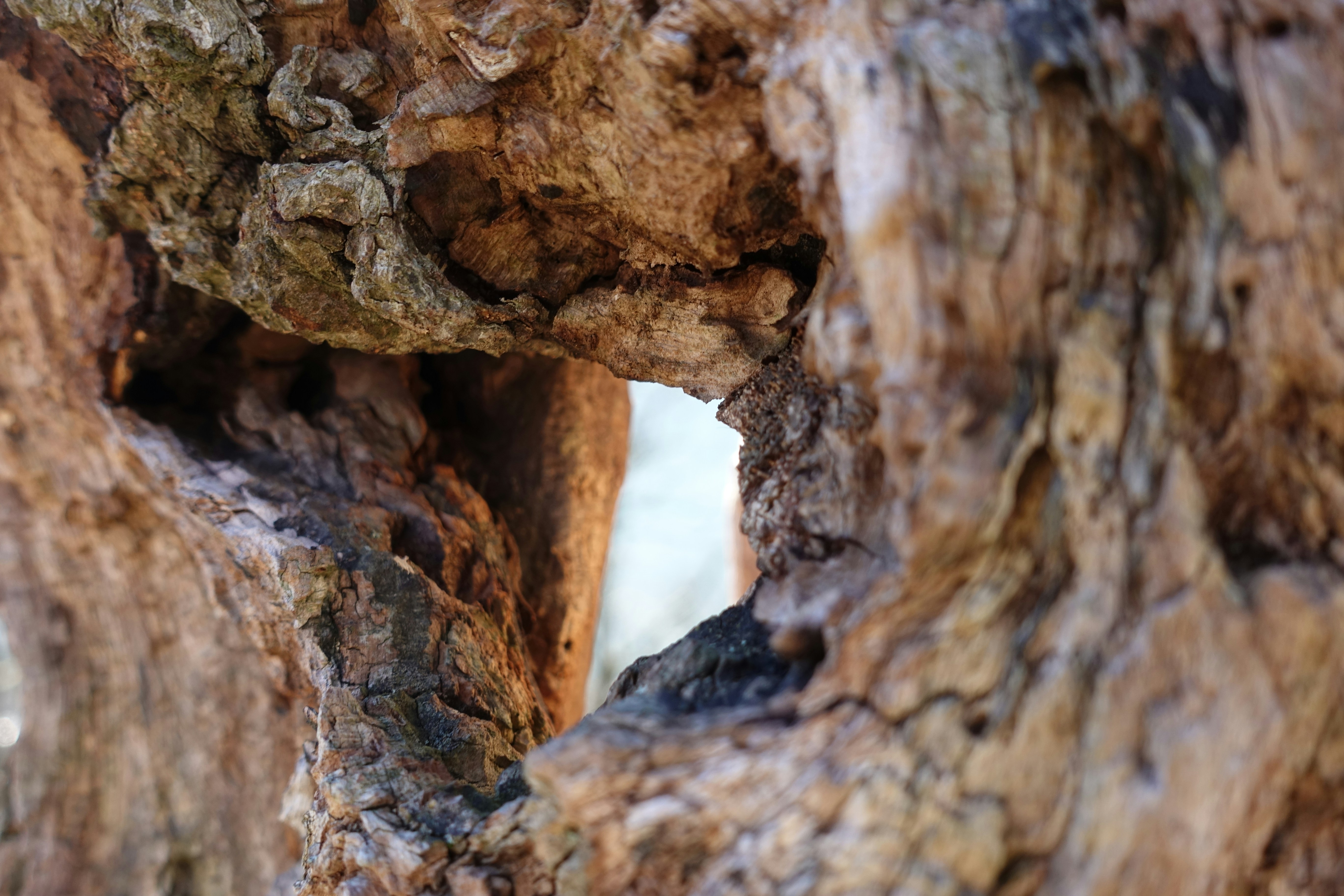 Buraco em um tronco de árvore áspero e texturizado