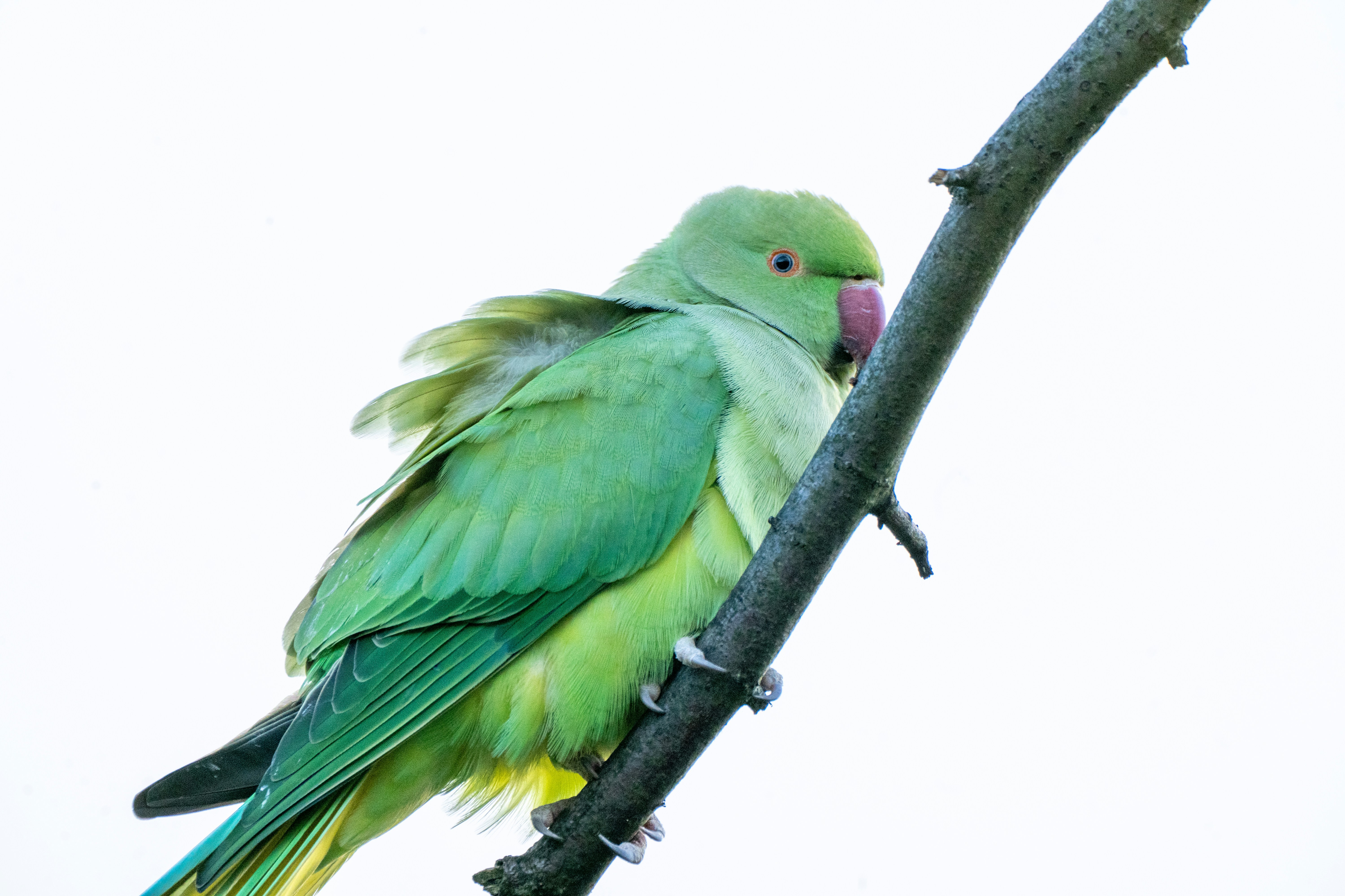 Photo by niall_smith