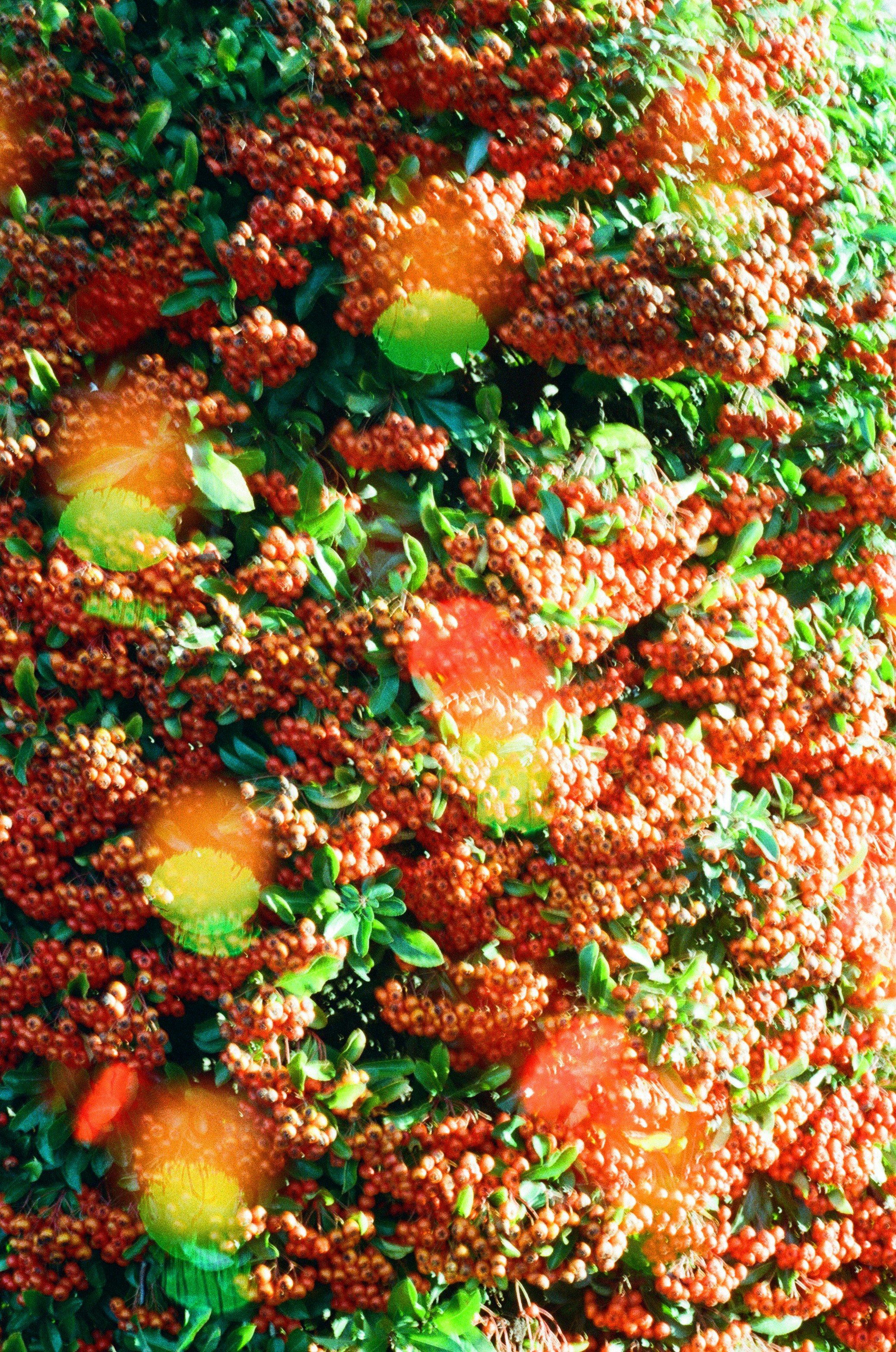 Close-up de frutas vermelhas e folhas verdes em um arbusto