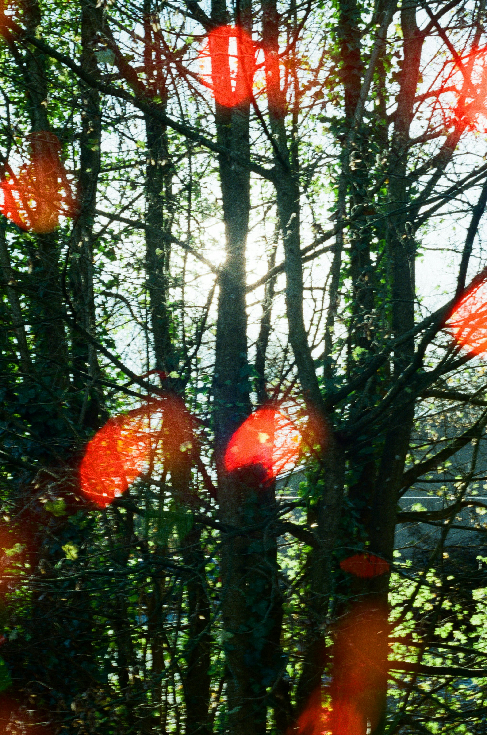 A luz do sol filtra através de árvores com reflexos vermelhos de lente.