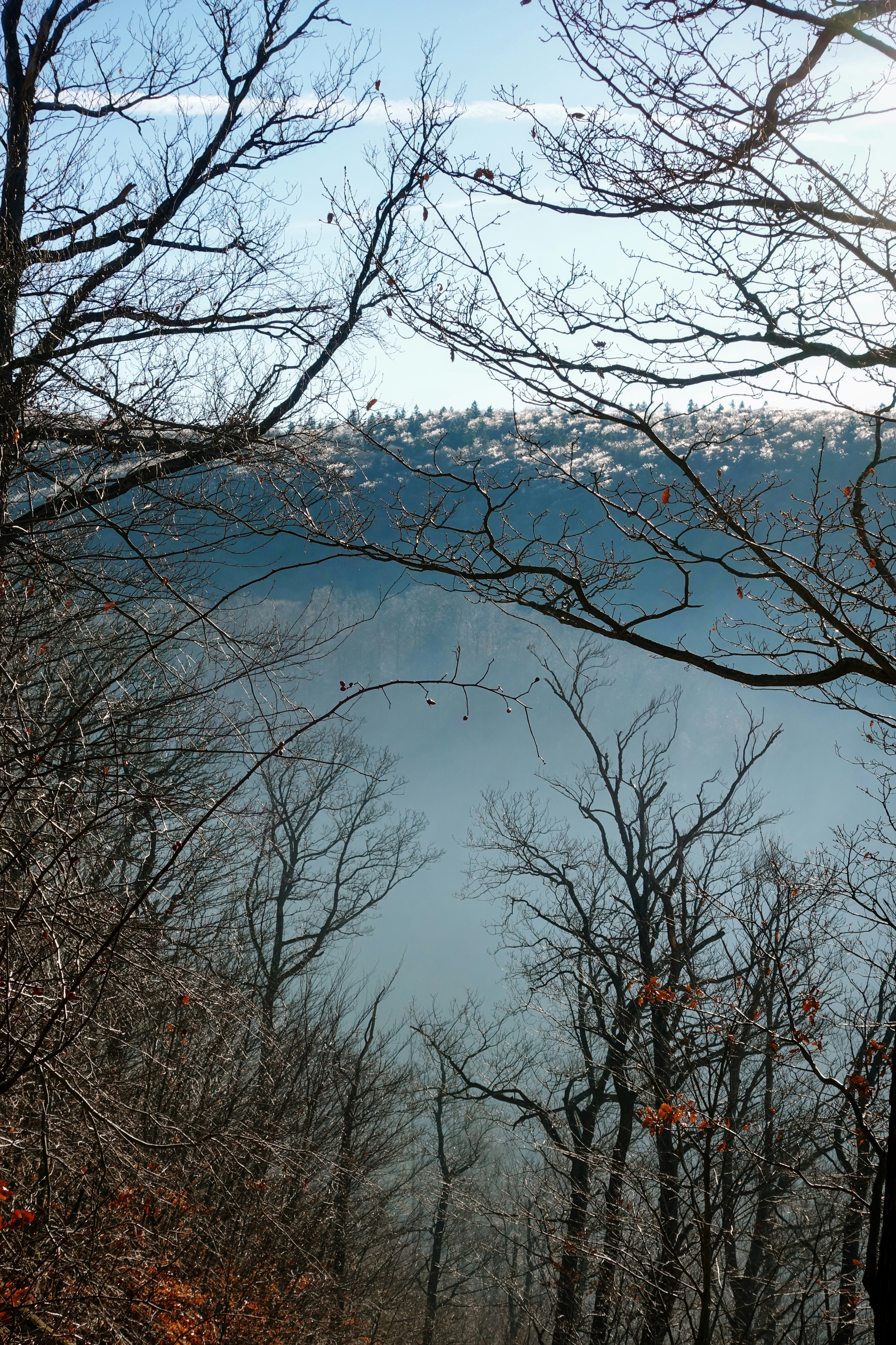 Árvores nuas emolduram um vale enevoado sob um céu azul