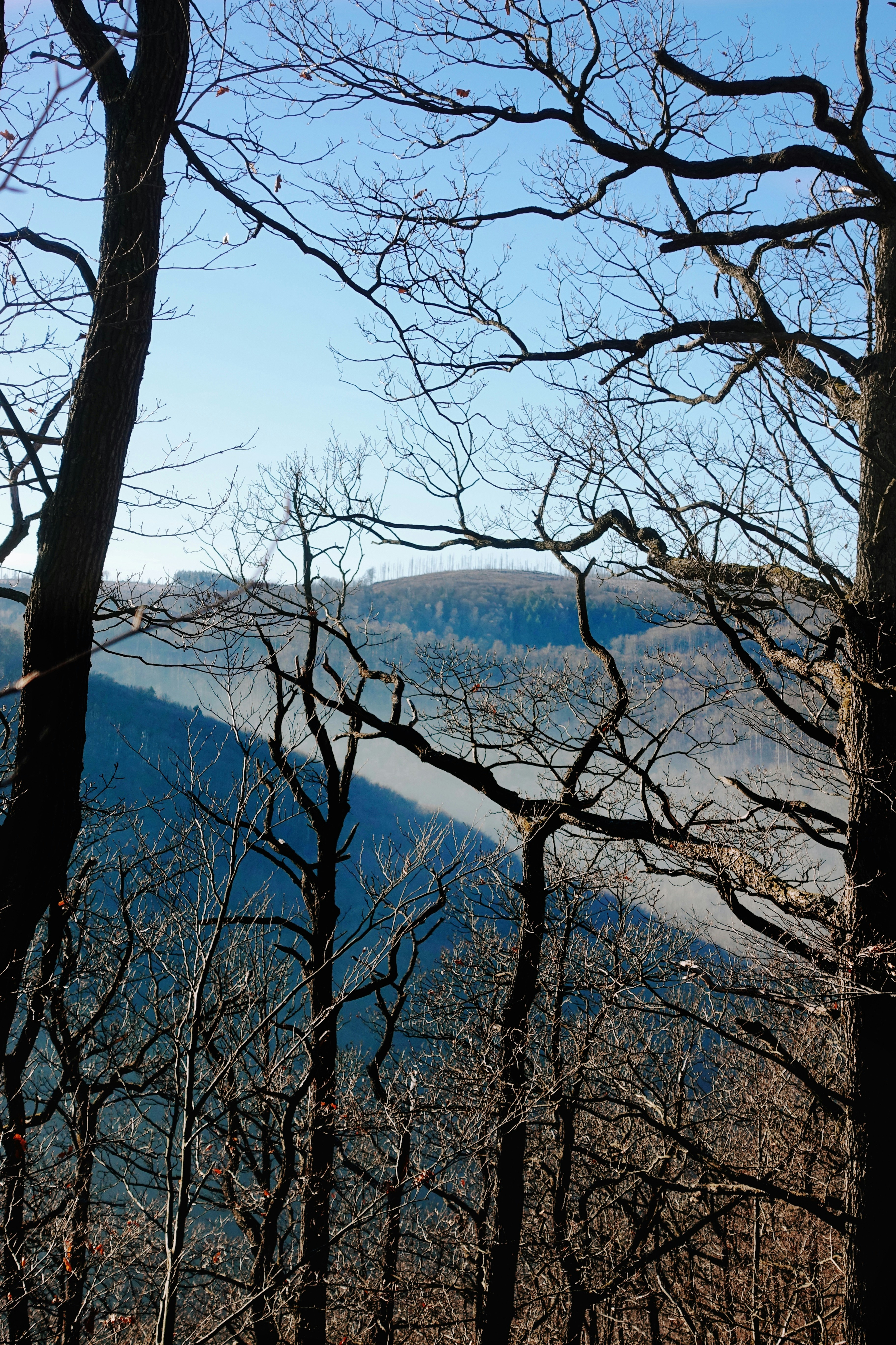 Árvores nuas emolduram uma paisagem montanhosa azul enevoada.