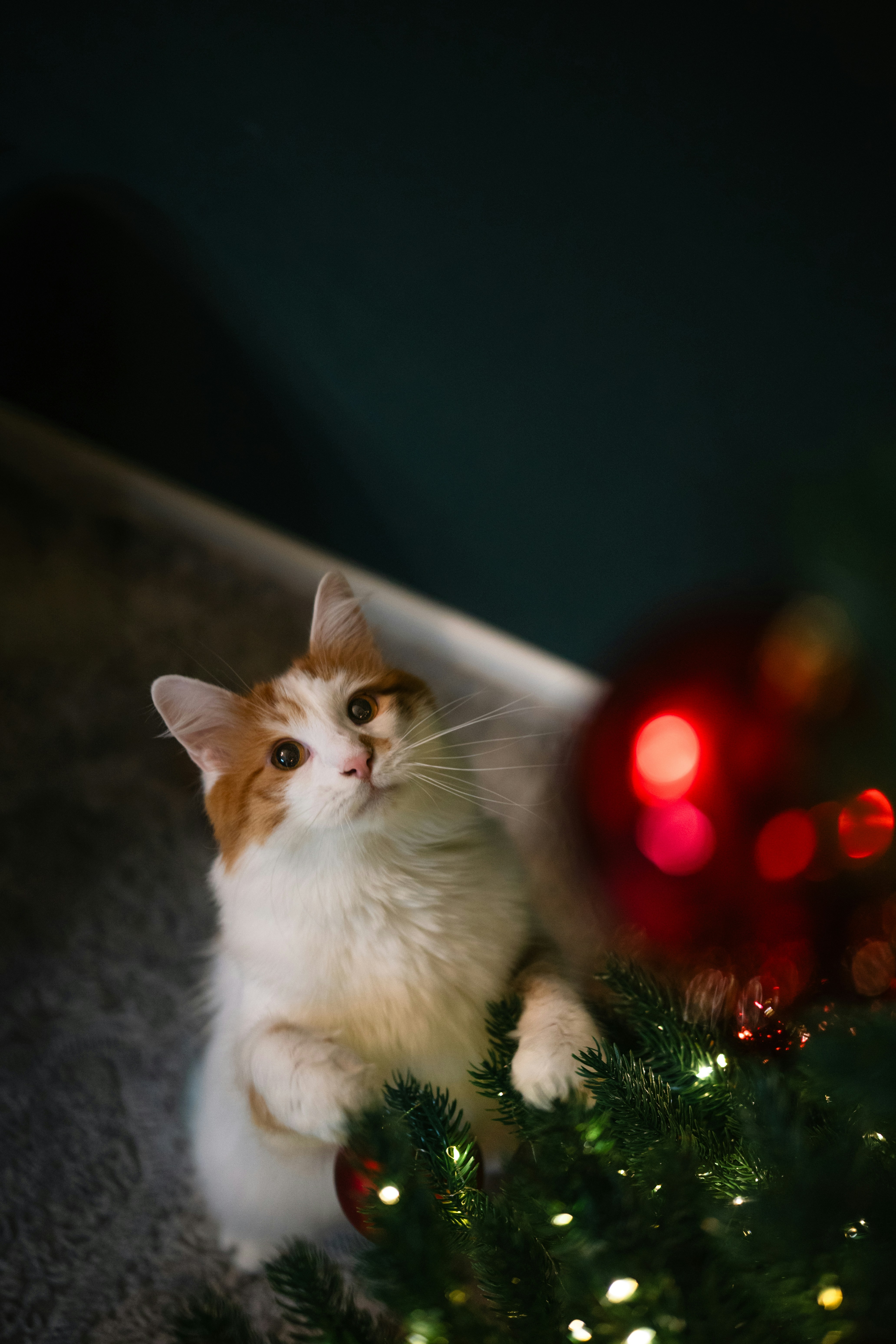Un gatto soffice guarda curioso un albero di Natale.