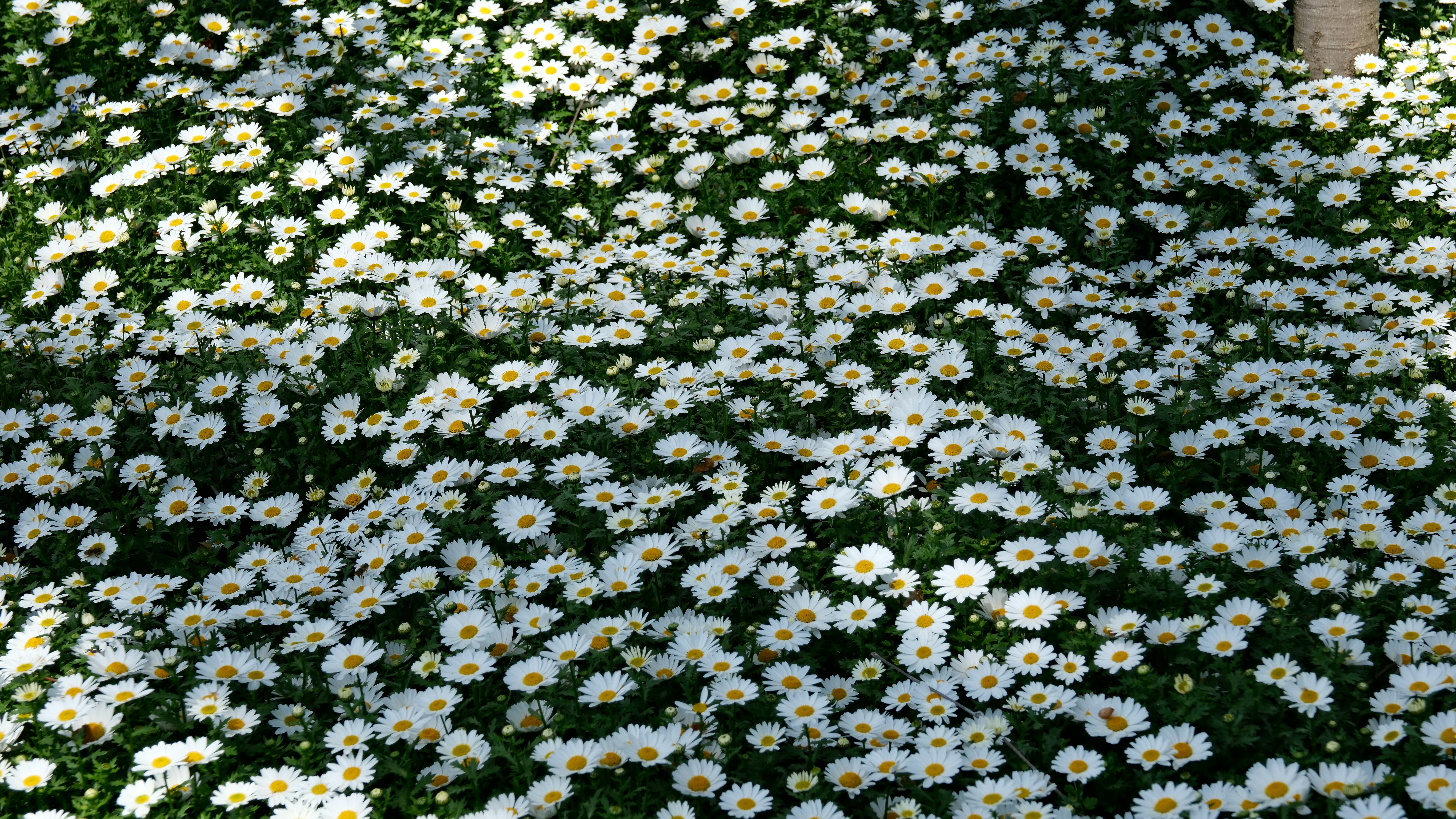 A field of white daisies in the sun
