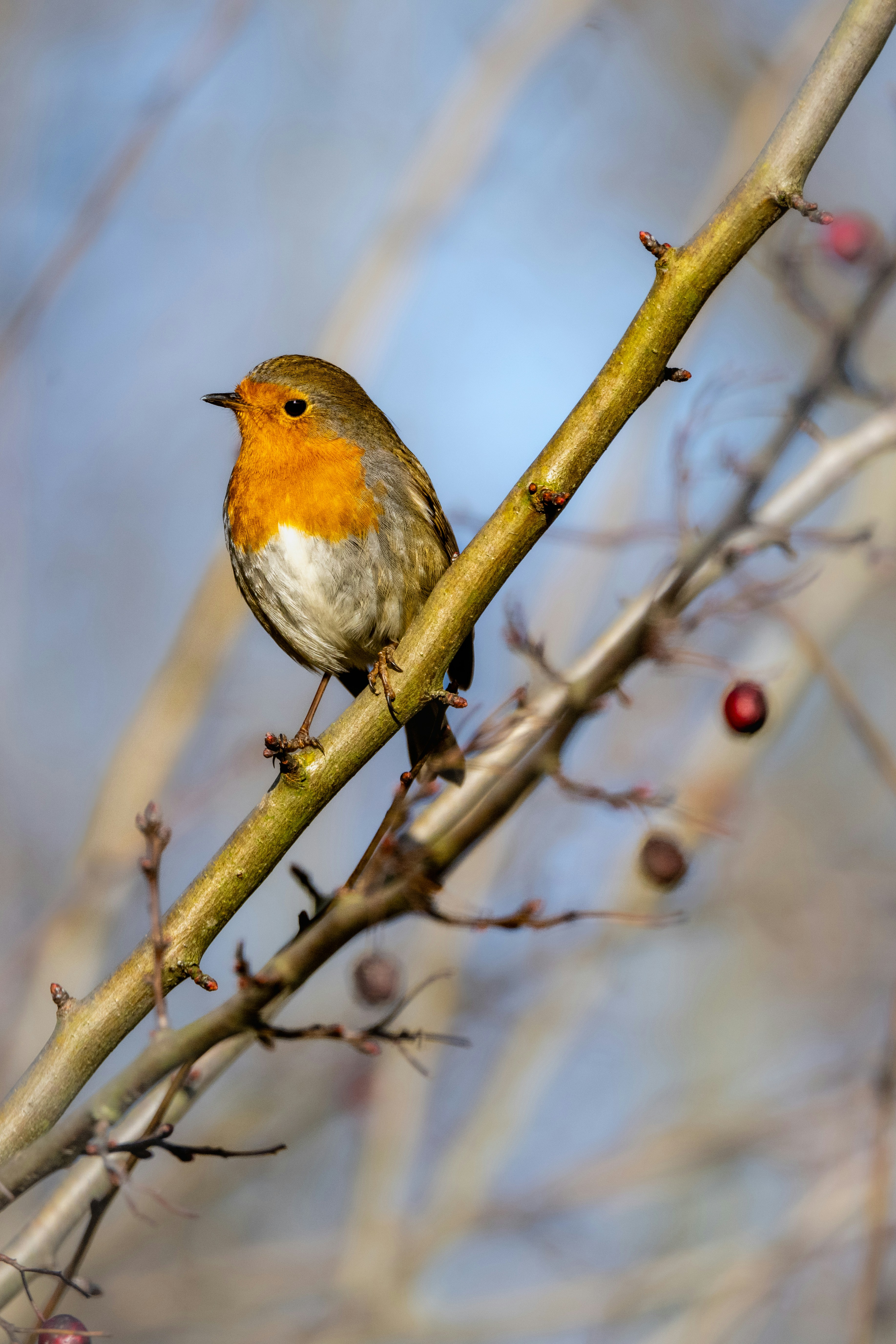 Photo by siegfriedpoepperl