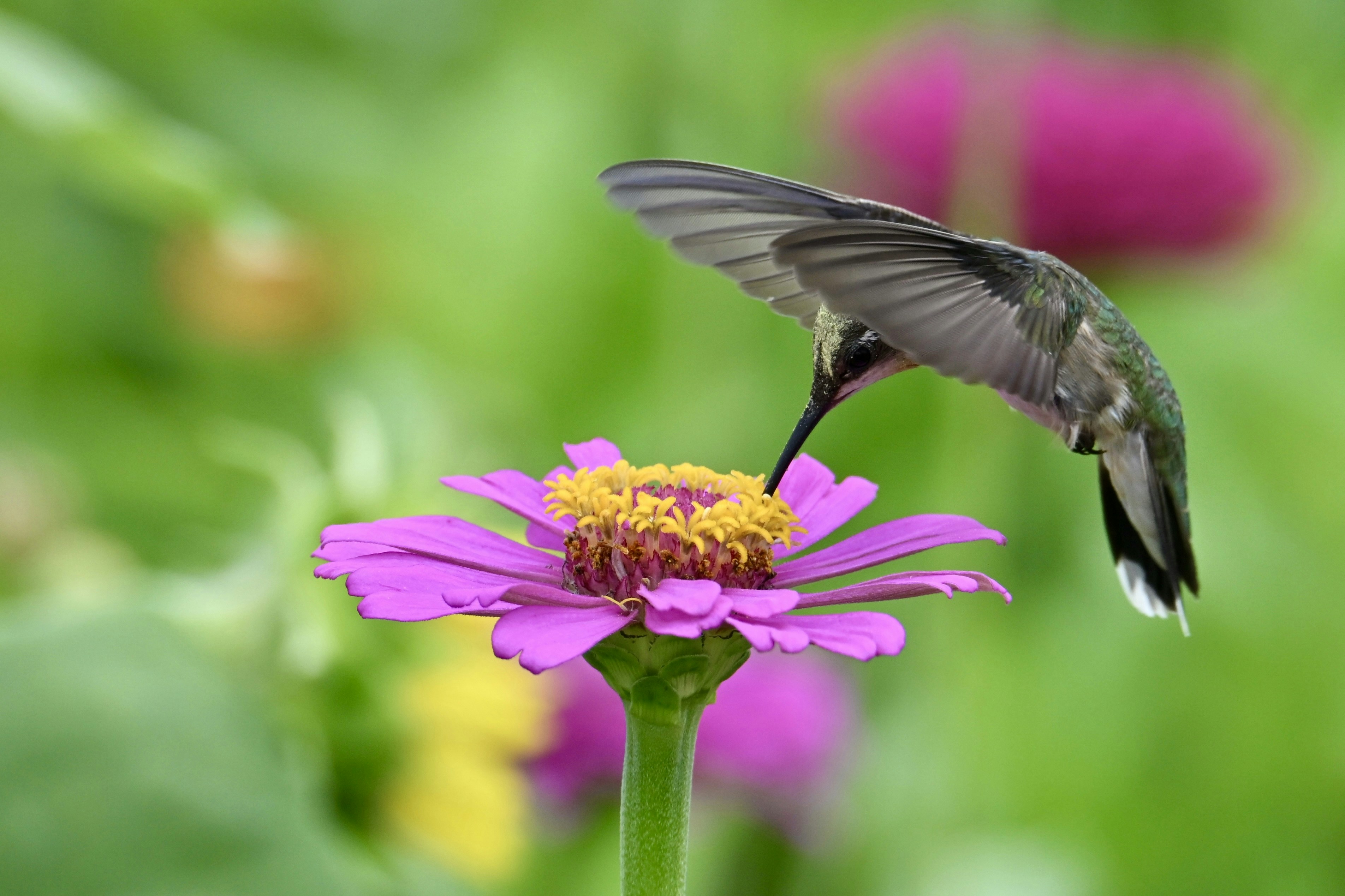 Python Meeting Düsseldorf Spring Sprint 2026