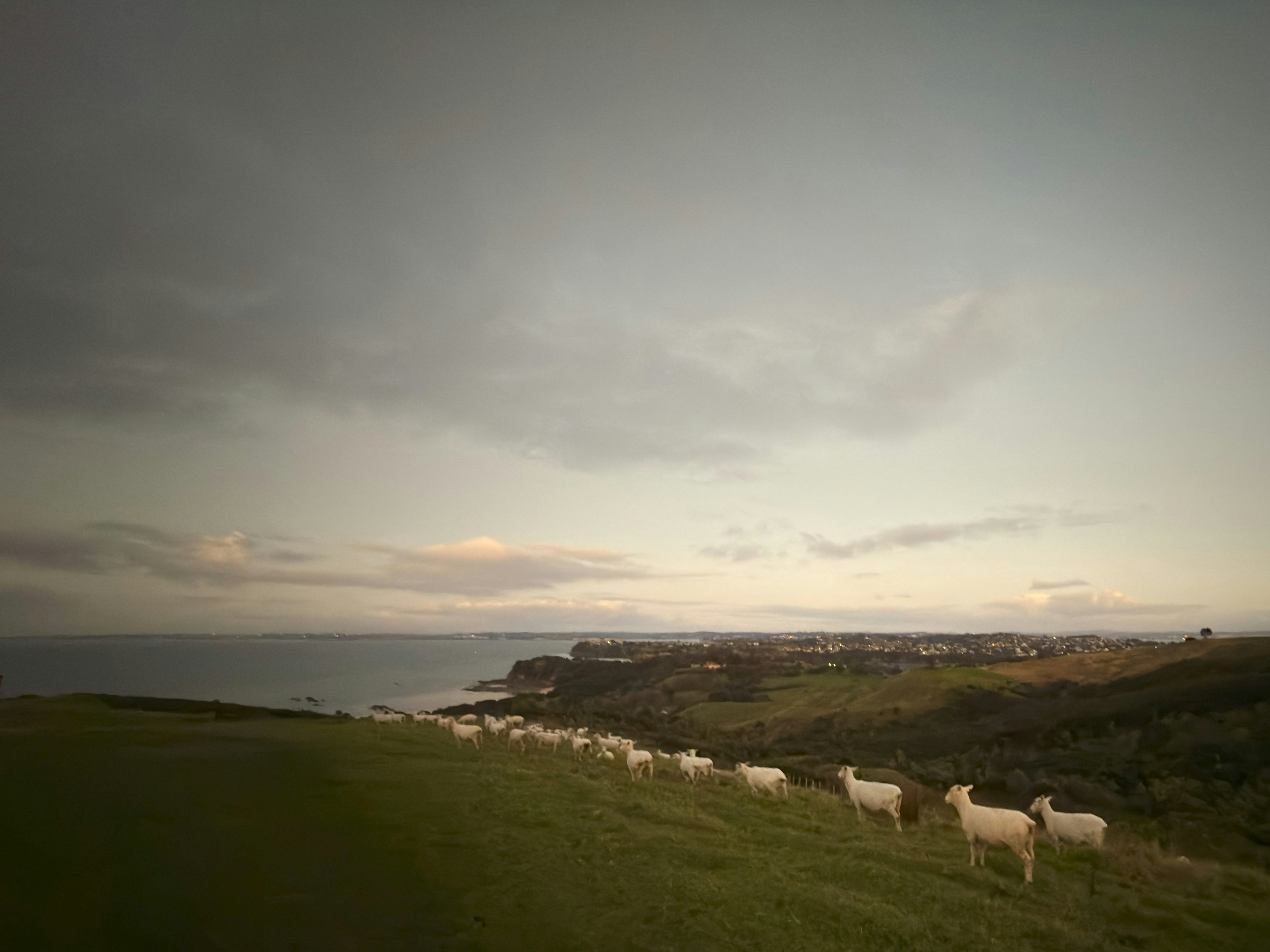 Arkles Bay Beach