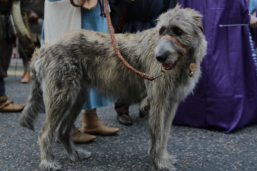 Large dog on leash wearing a well-fitted collar