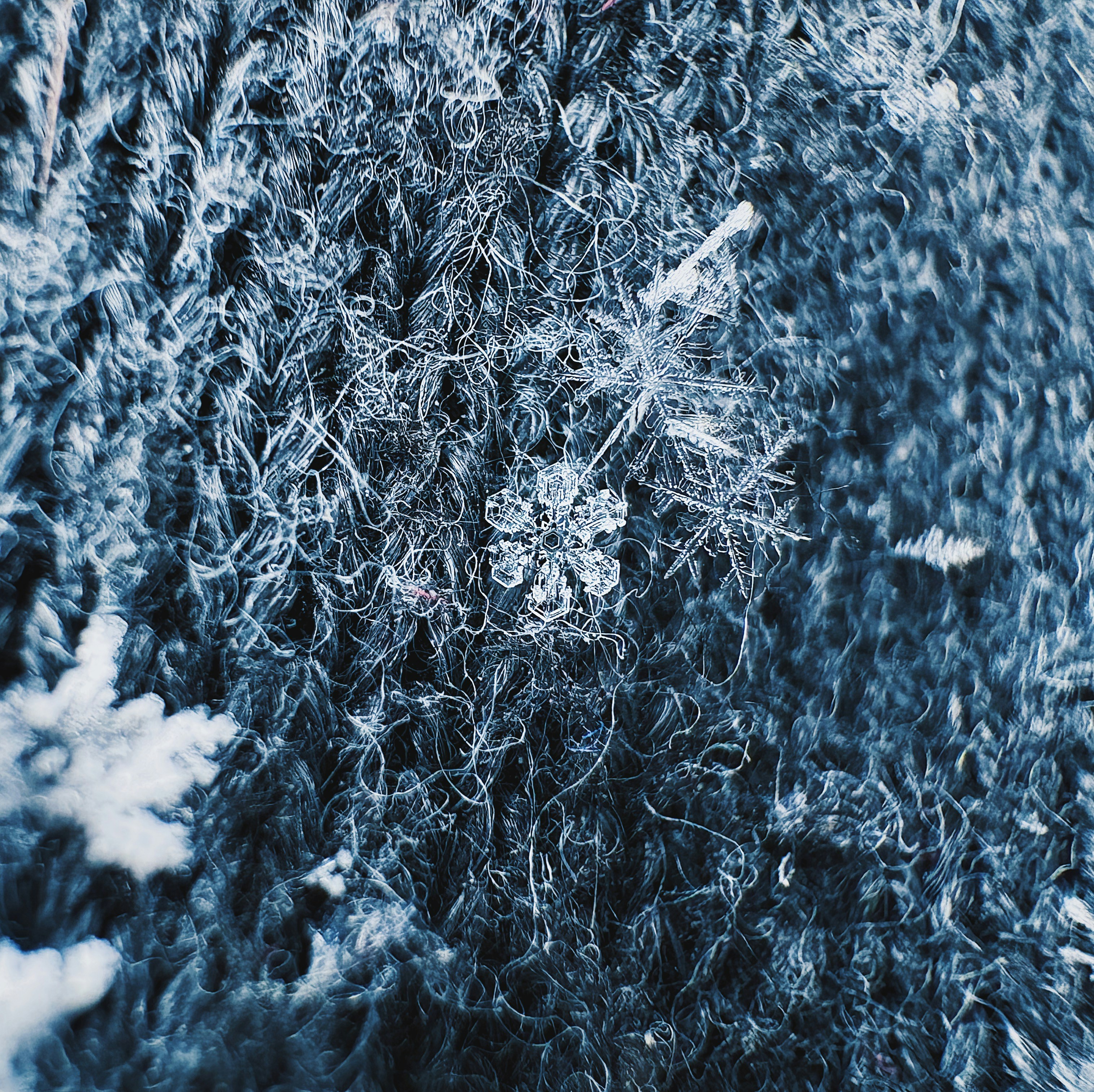 A delicate snowflake rests on fuzzy moss.