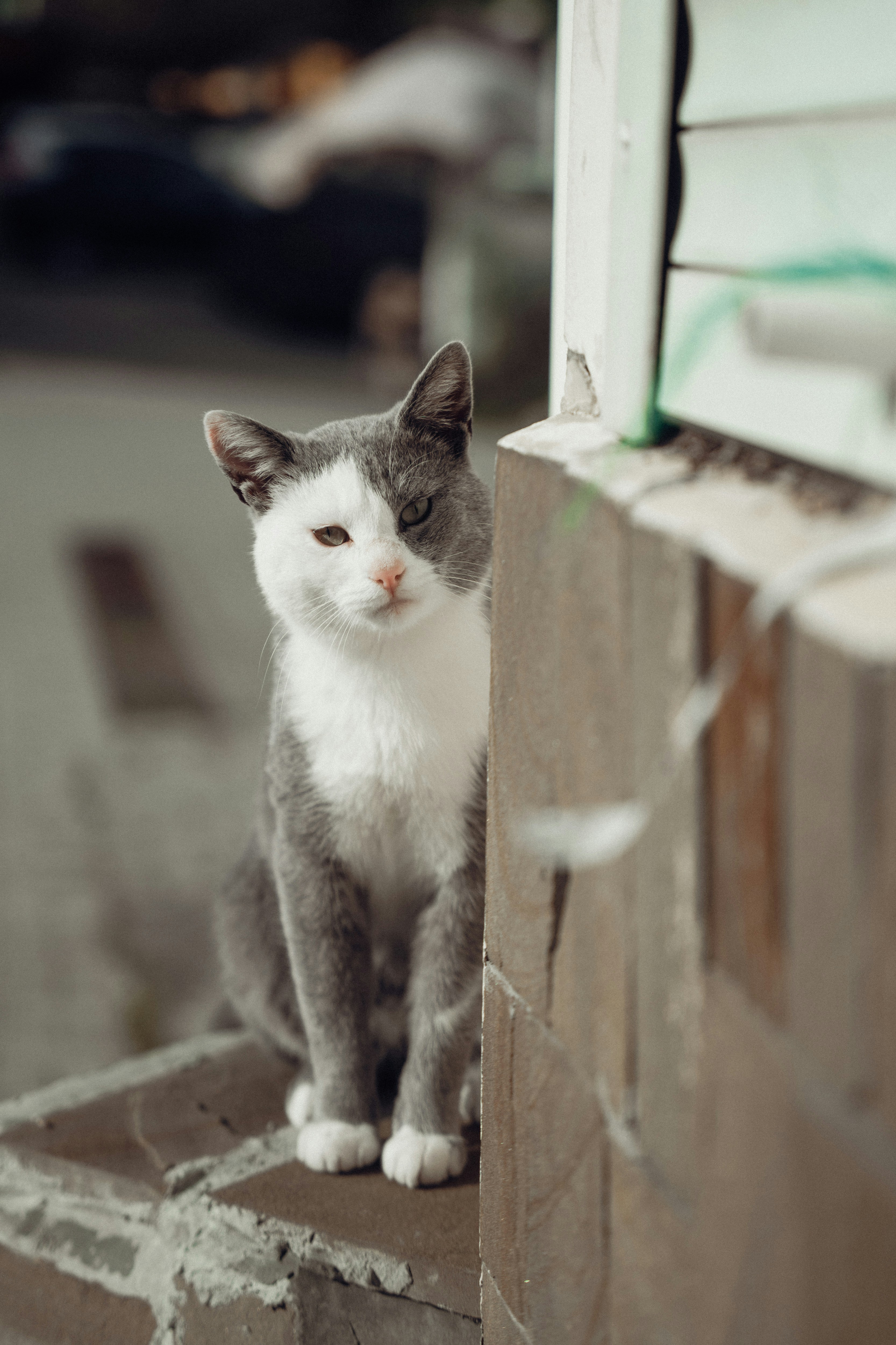 Feeding Cats in 2026: Blending Routine, Data and Convenience for Busy Owners