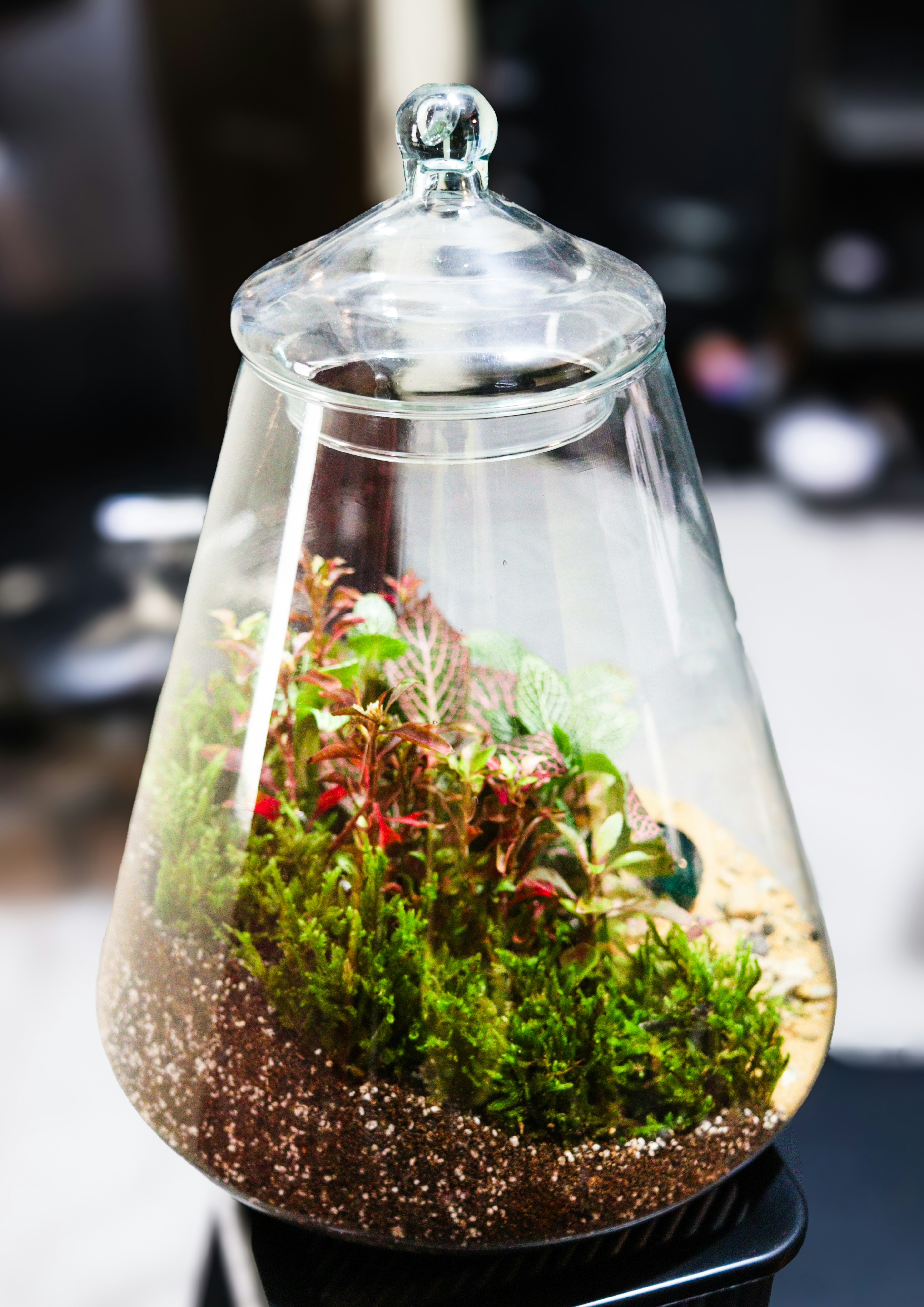 Um pequeno terrário com plantas e musgo dentro de vidro.