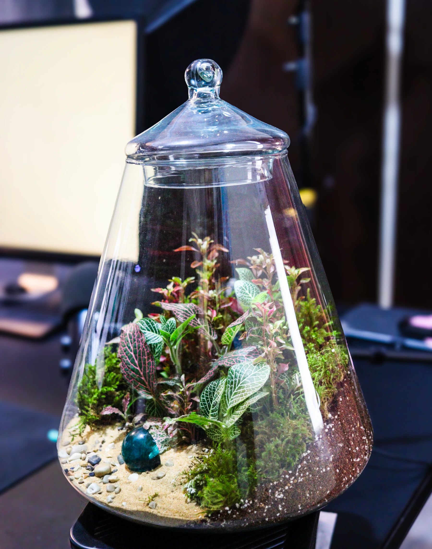 A cone-shaped glass jar with a knobbed glass lid, planted with moss and pink-veined nerve plants over sand and soil