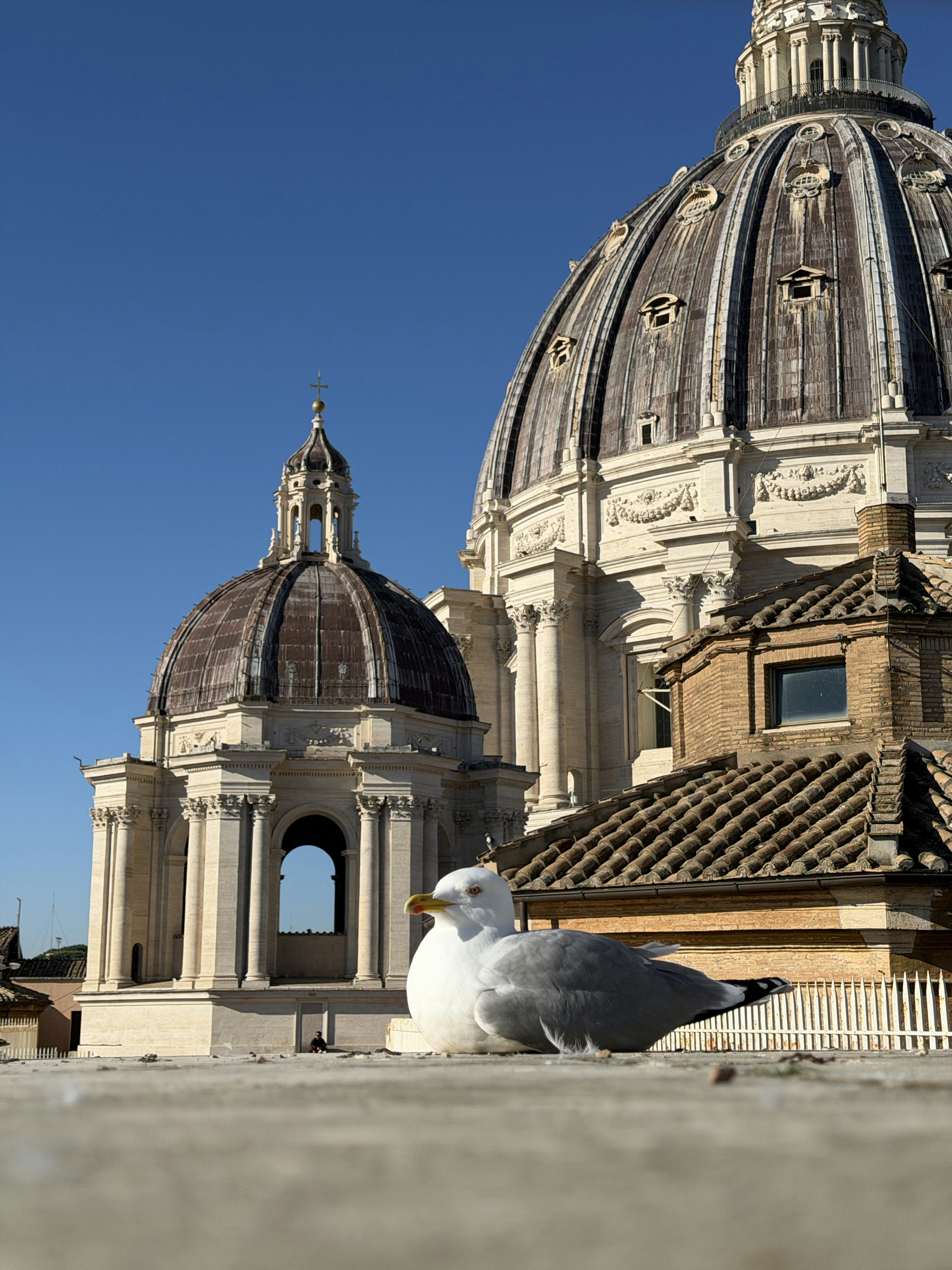 Seagull resting with domes in background