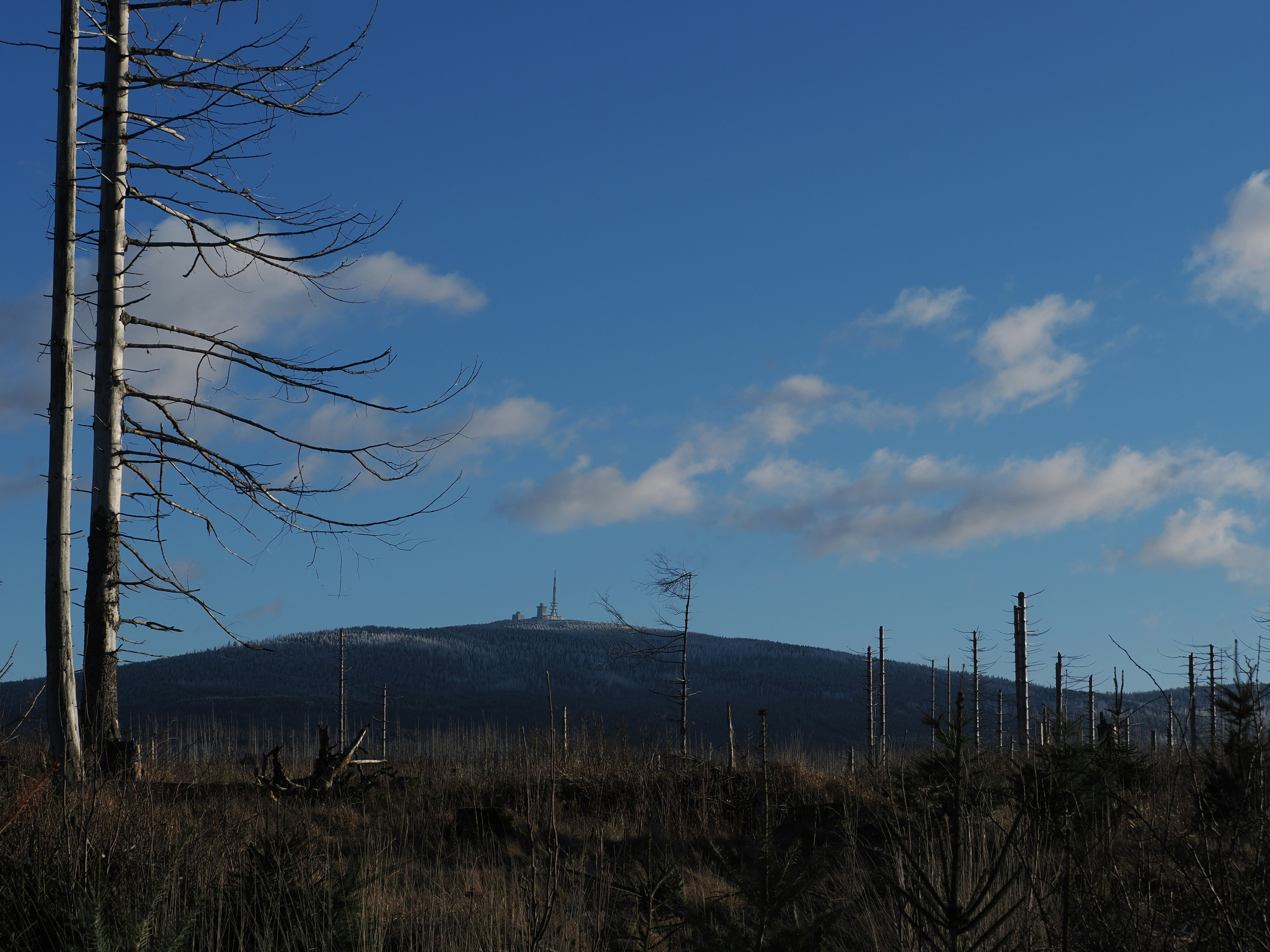 Ellis Forest Renewal Project