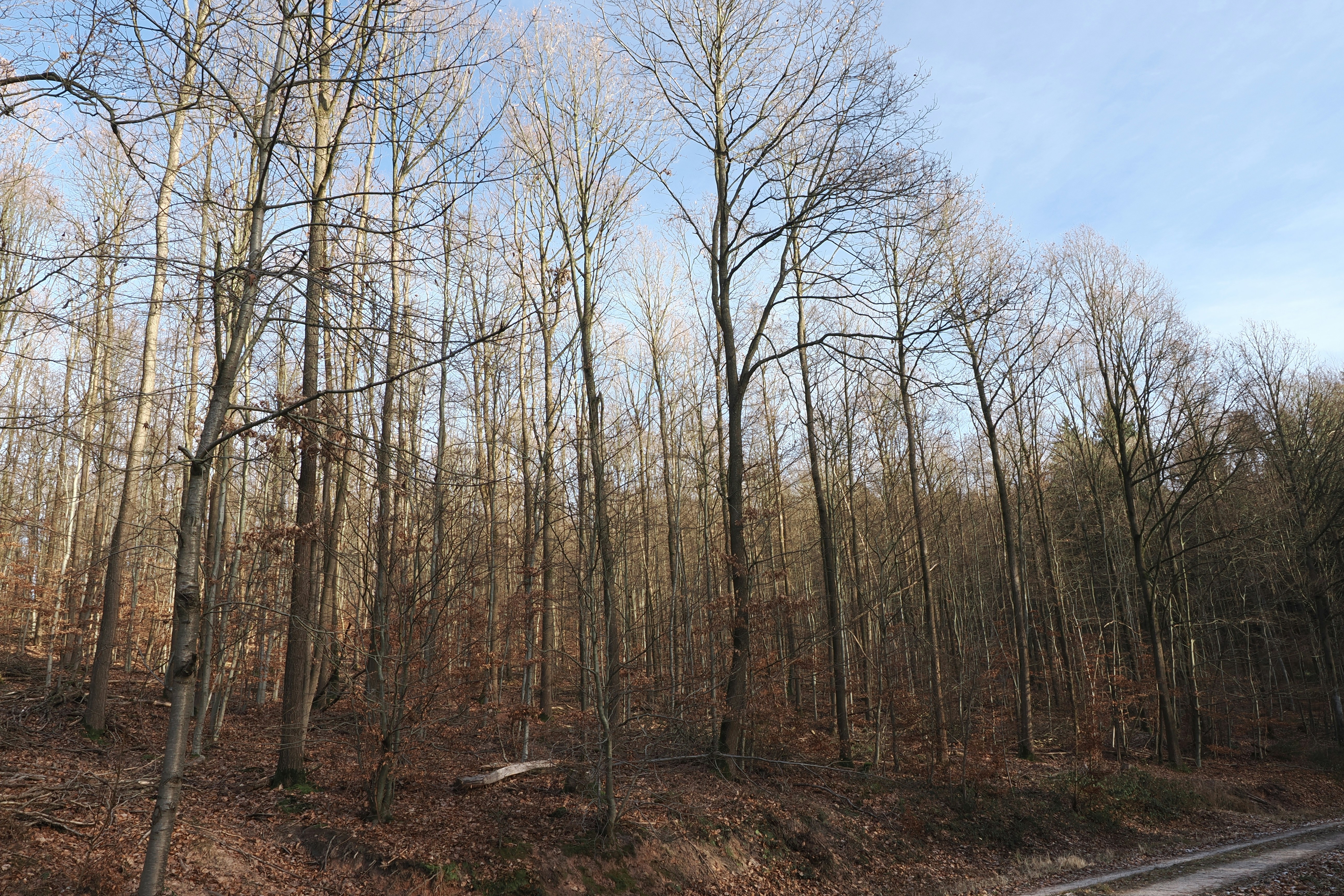 Photo by fotografie_thomas_nolte