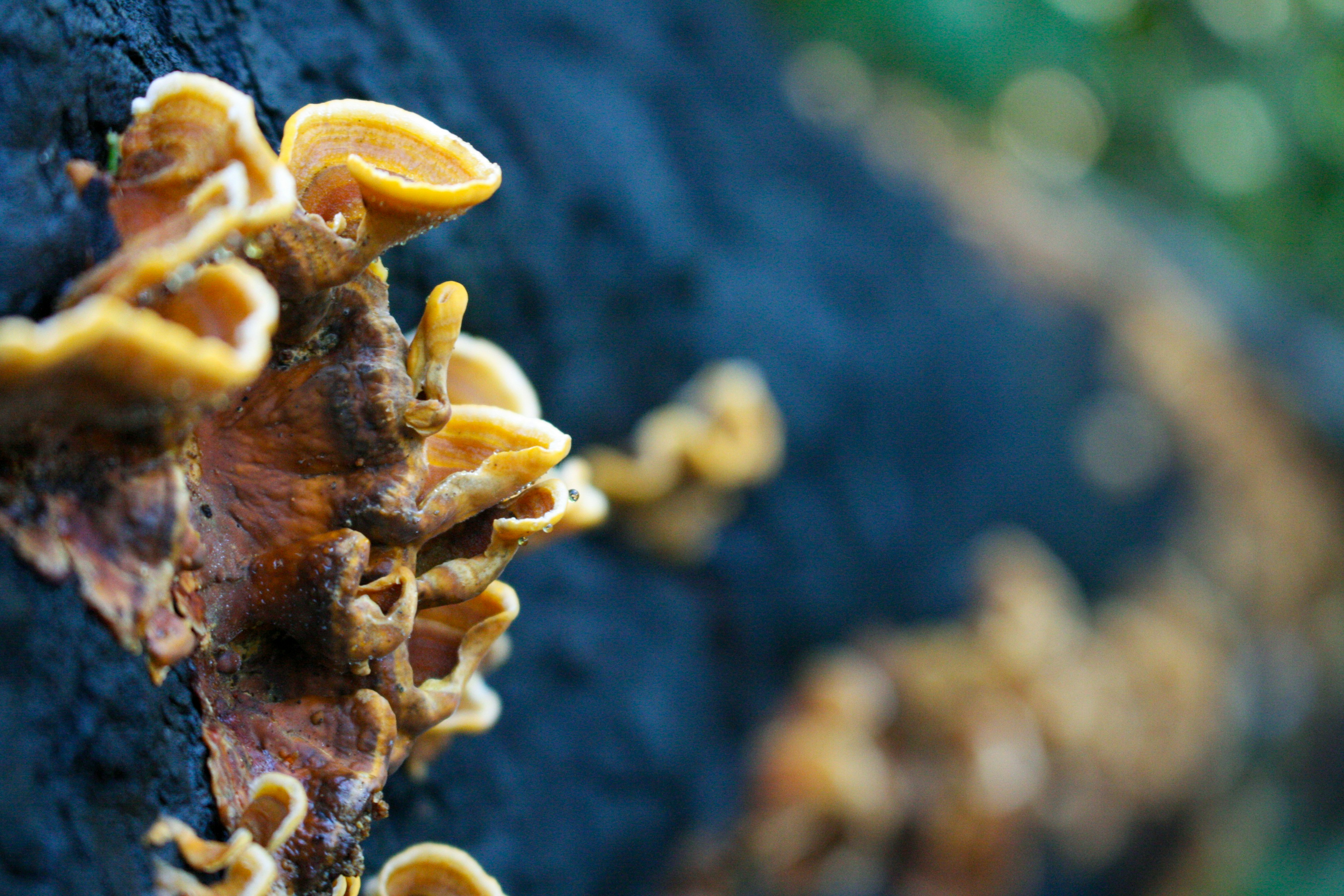 Photo by abhinavgorantla