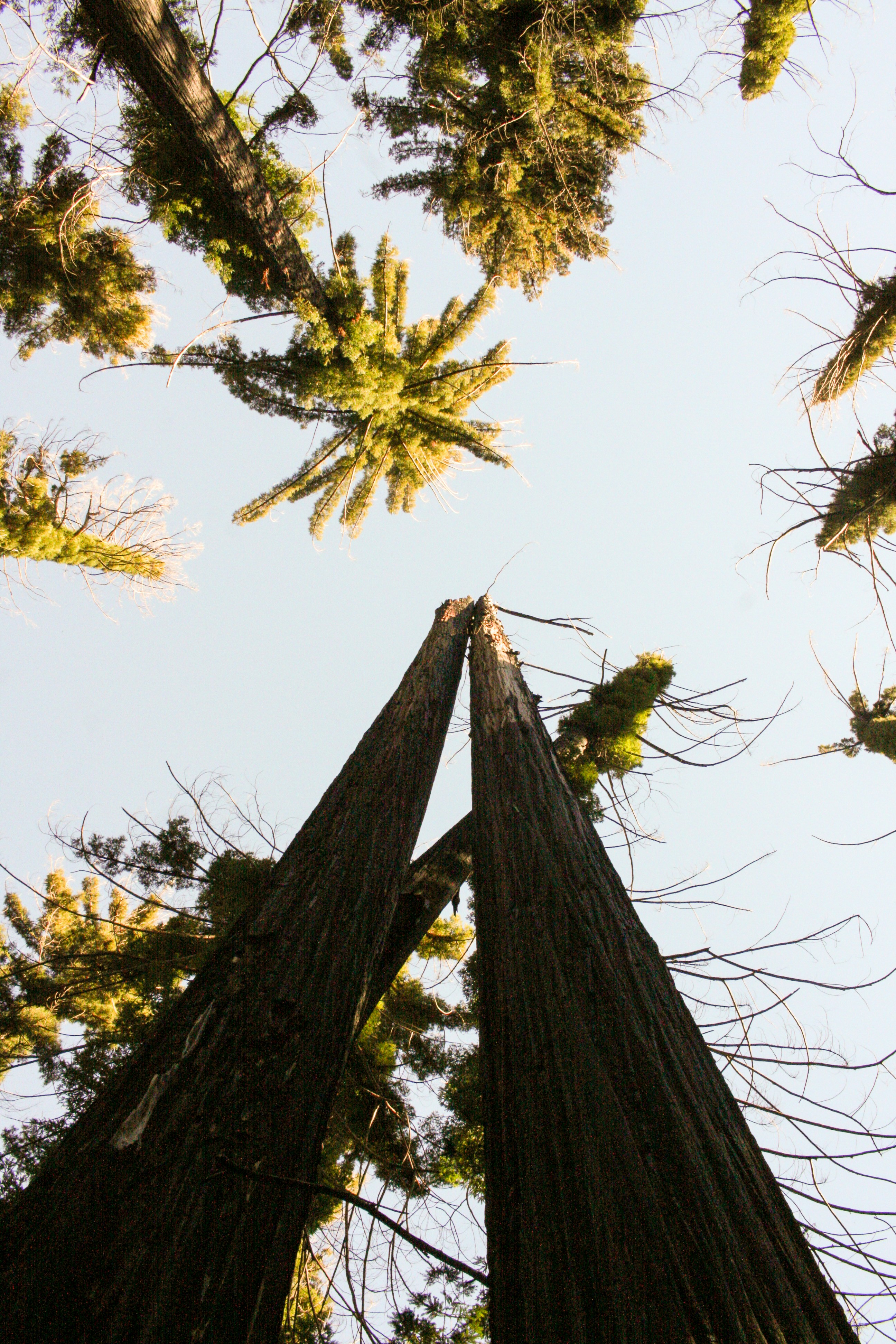 Tall trees reaching towards a clear sky