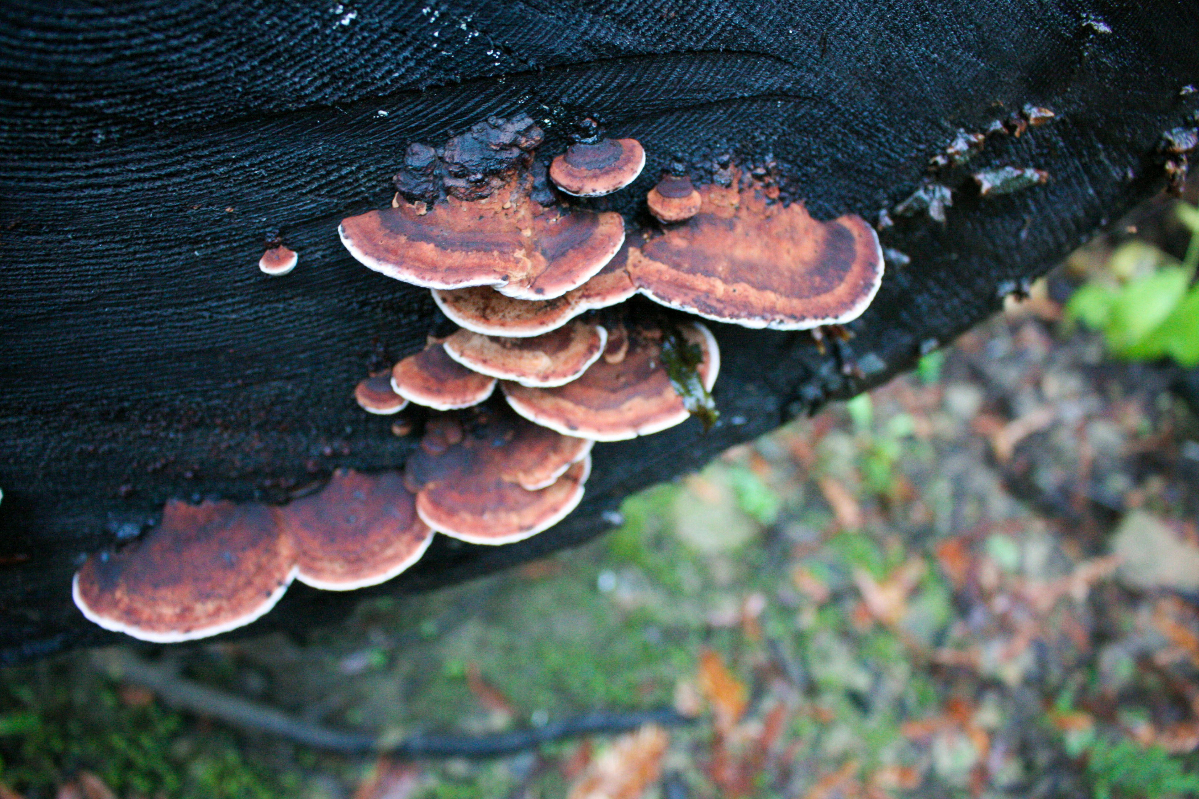 Mushrooms growing on a dark tree stump