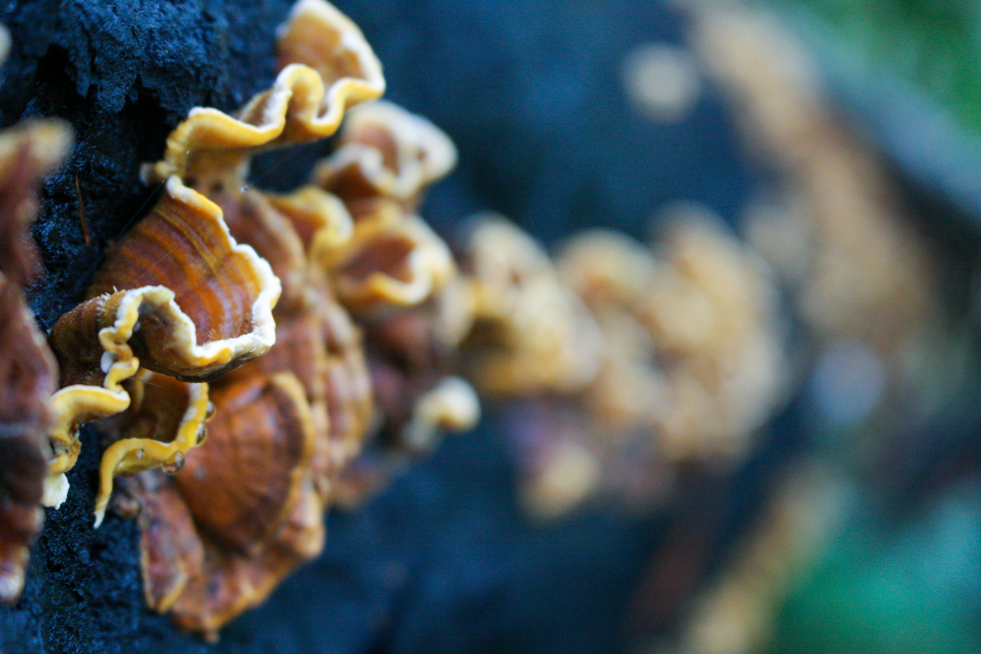 Photo by abhinavgorantla