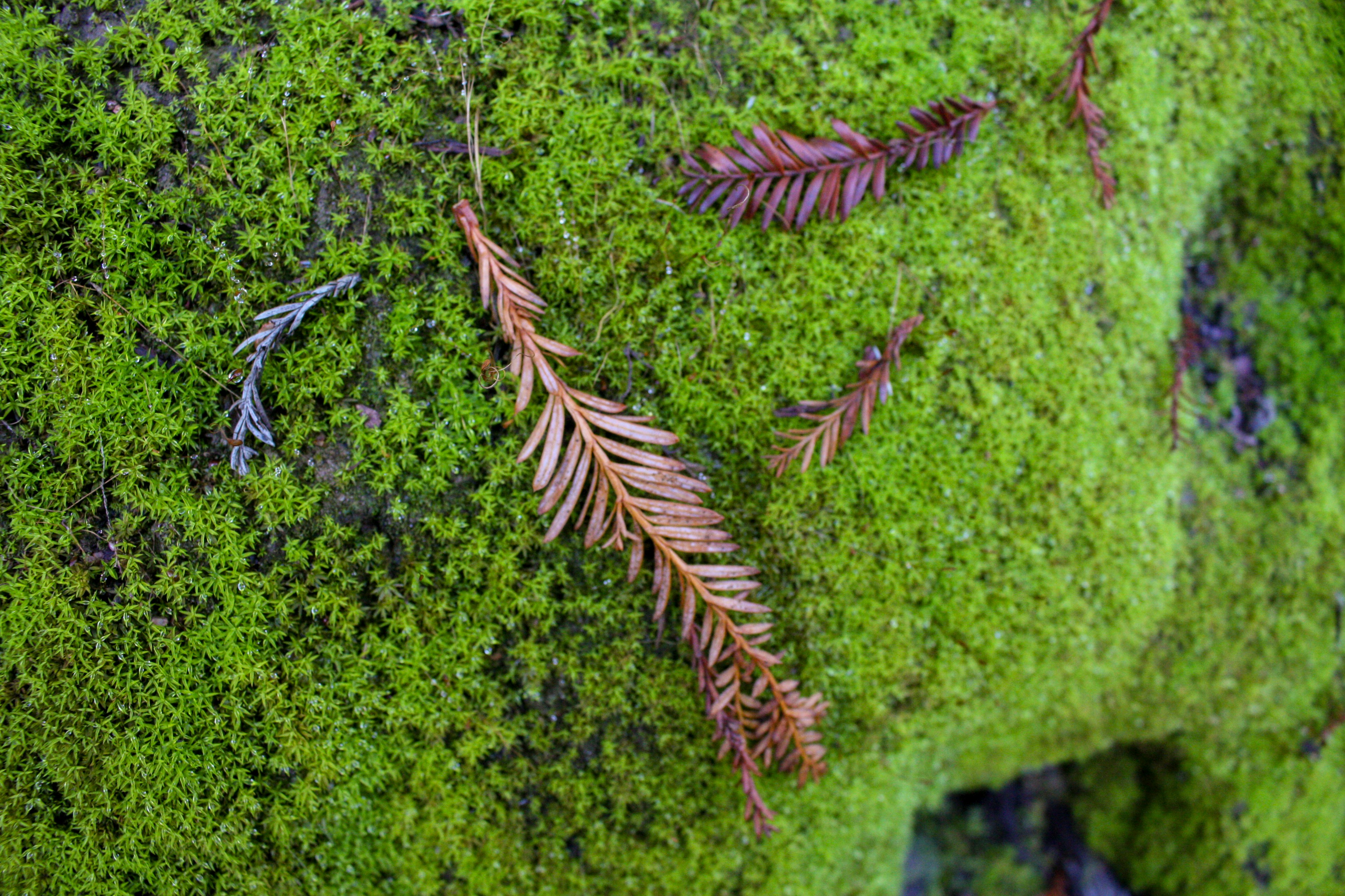 Green moss covers a rough surface with fallen leaves.