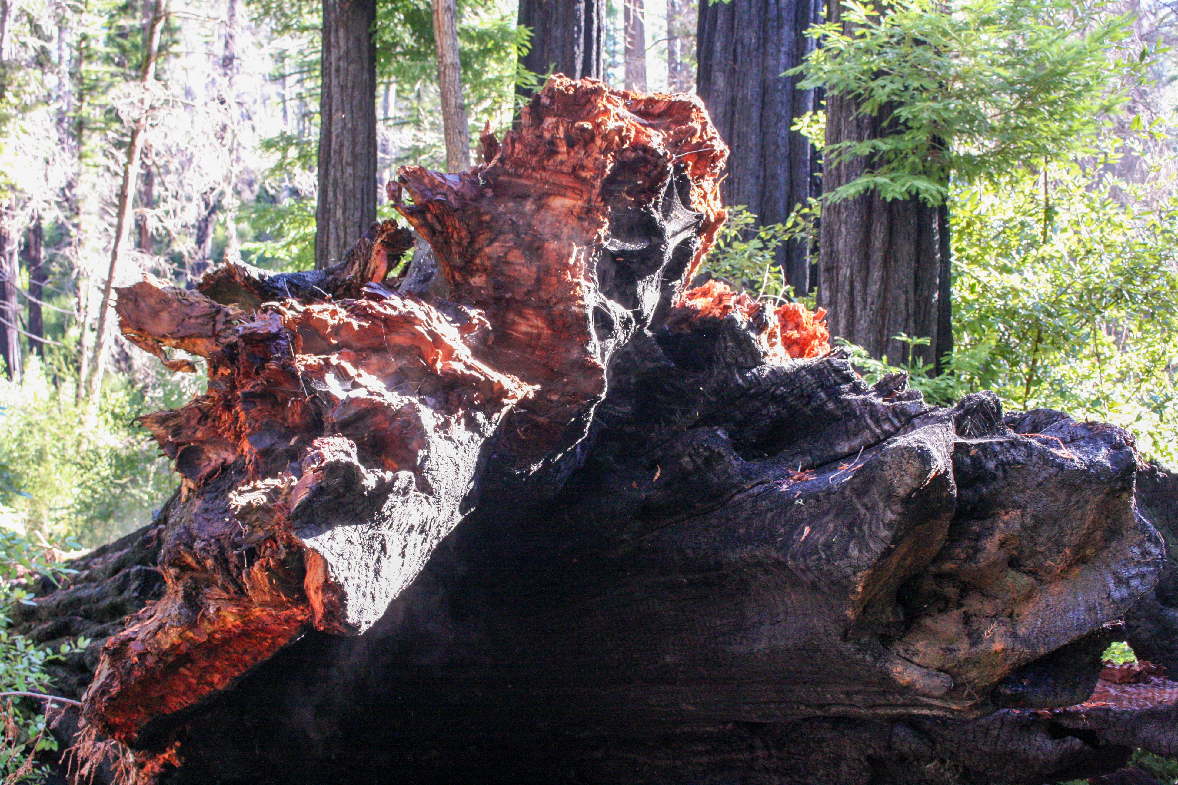 A large, burnt tree trunk with exposed red wood