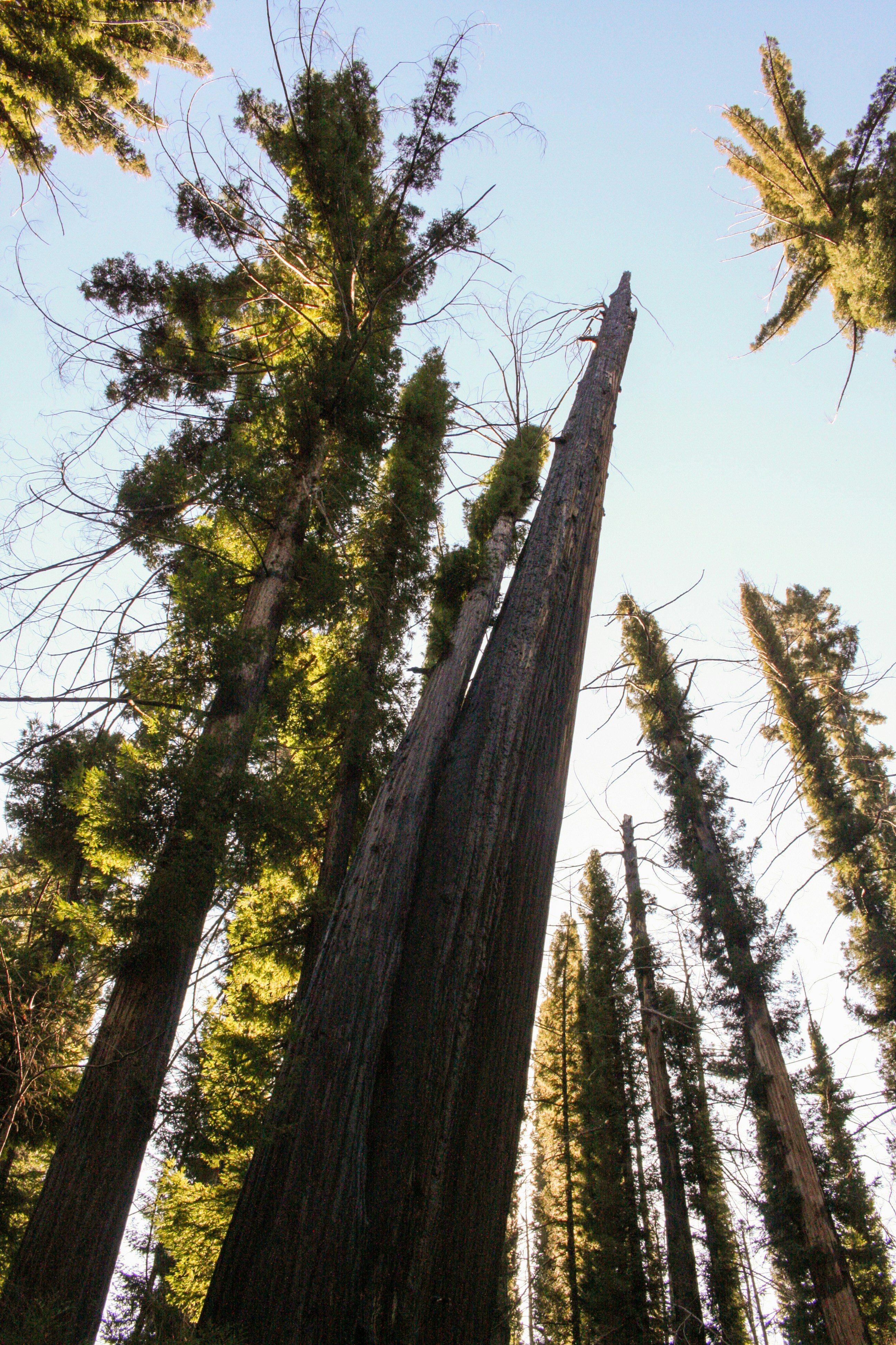 Tall redwood trees reaching towards the sky.