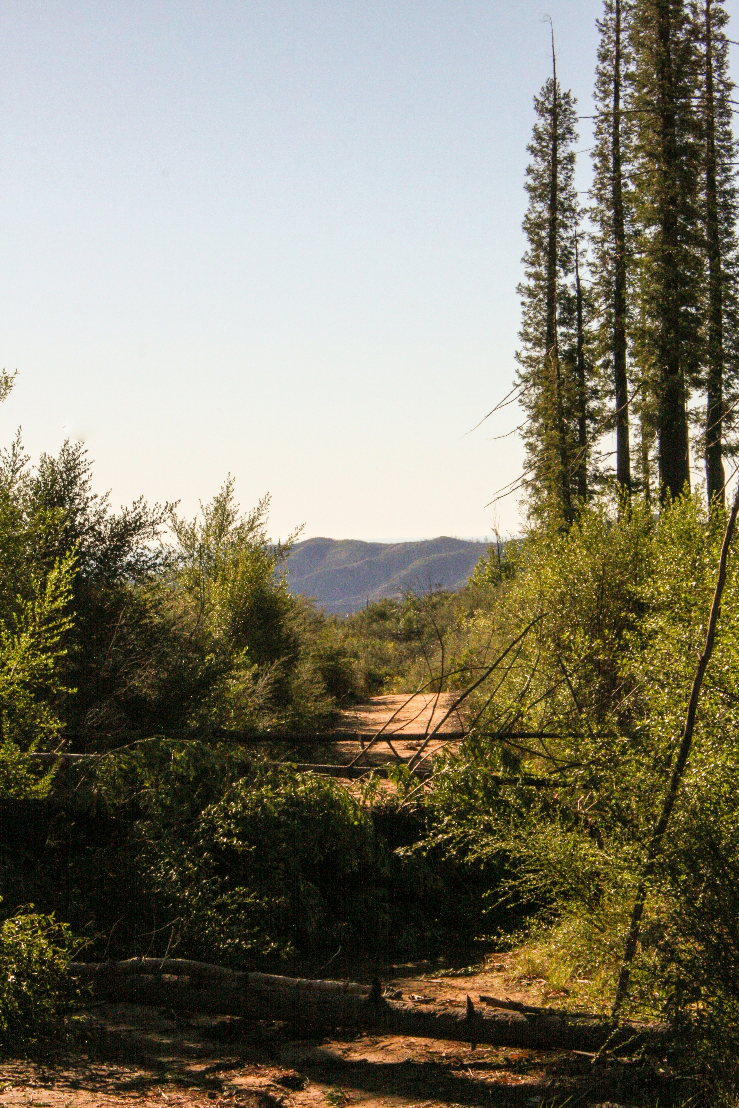 Dirt path through dense green forest with distant hills.