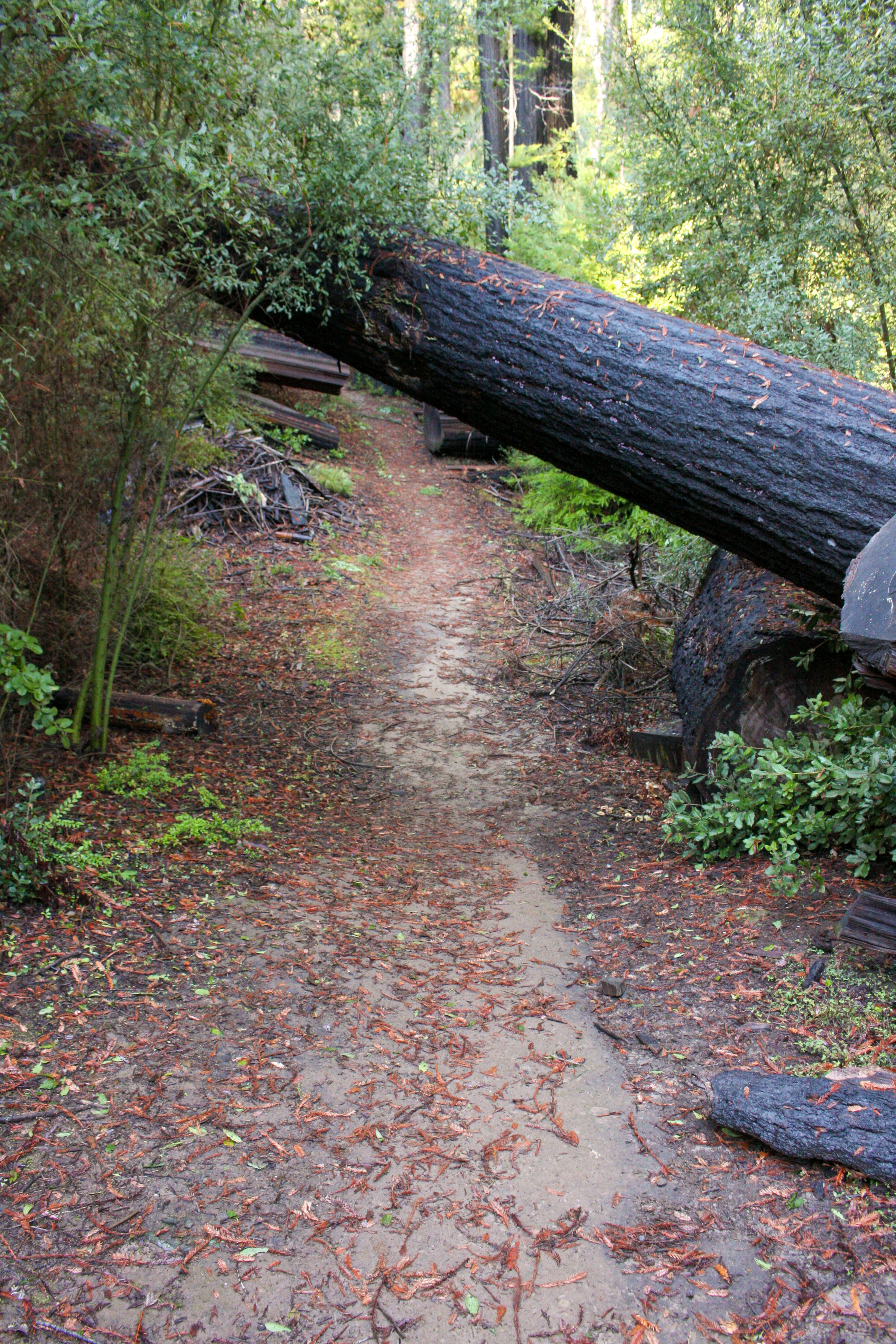 A fallen tree crosses a forest path covered in leaves.