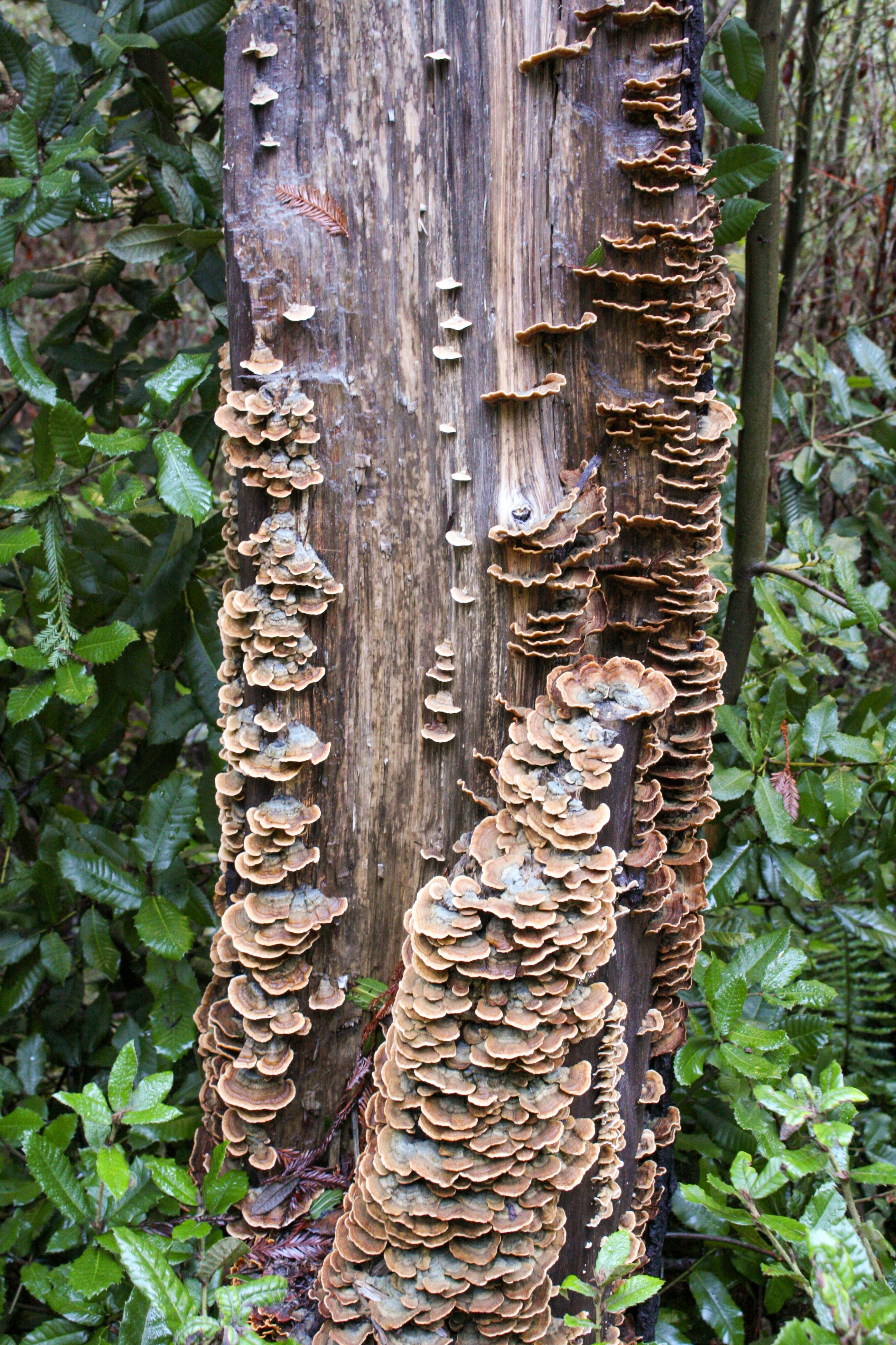 Shelf fungi growing on a dead tree trunk