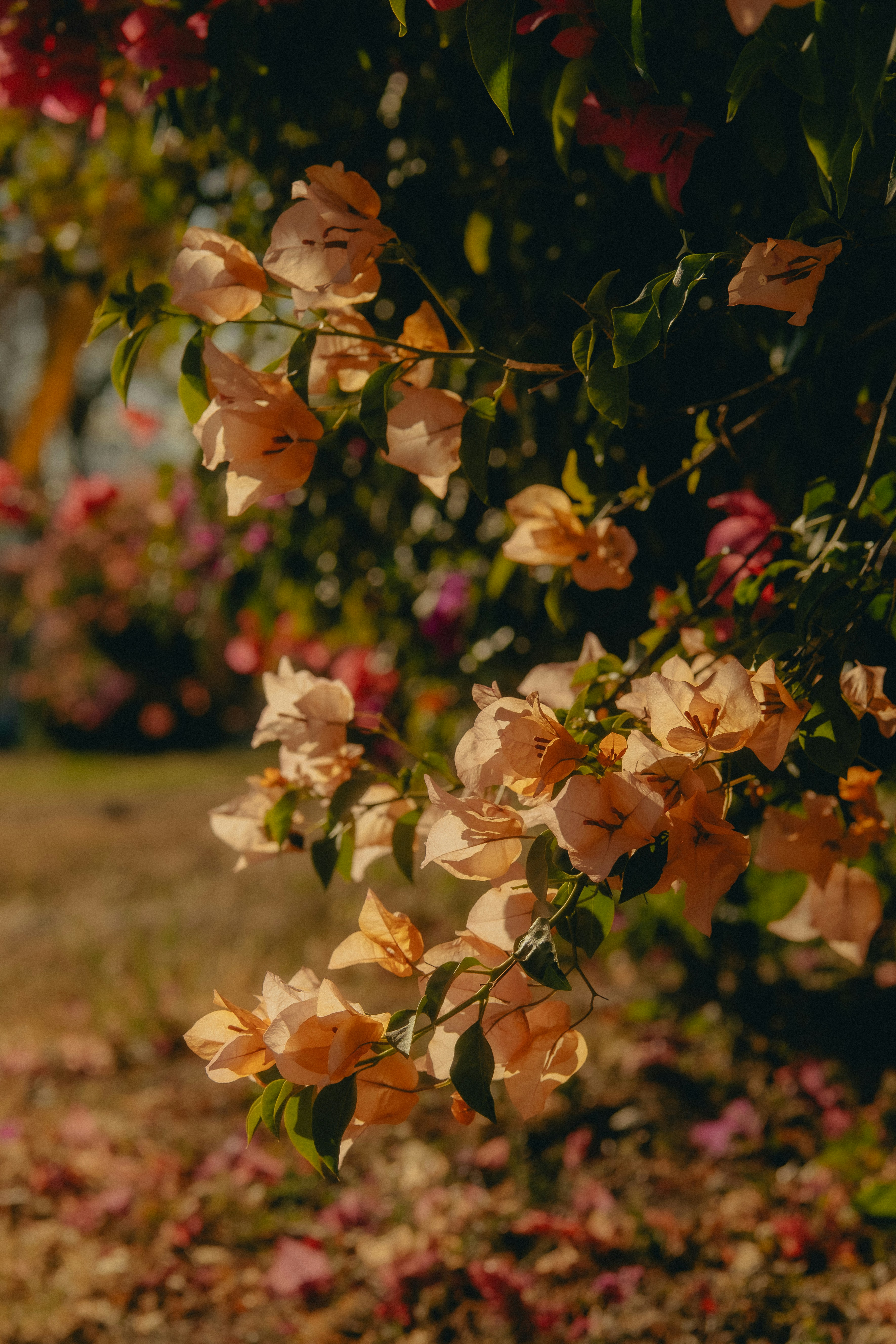 Photo by angelmalrey