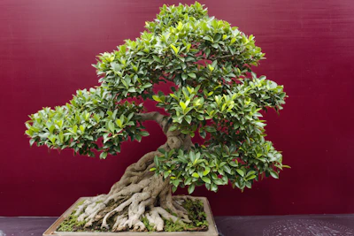 Ficus Bonsai India — Miniature Tree Art Complete Guide